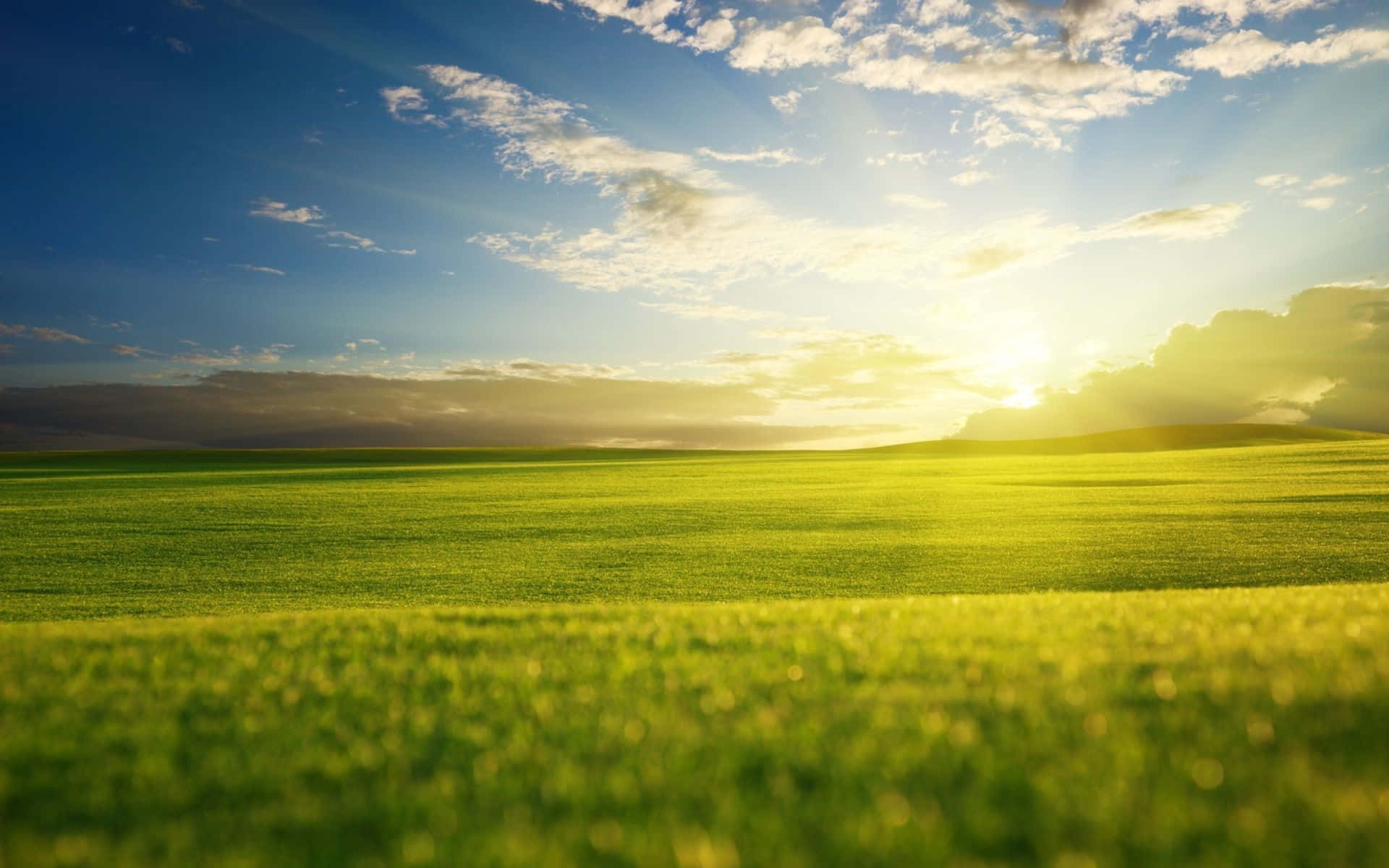 Summer Landscape with Lush Green Fields and Clear Blue Sky Wallpaper