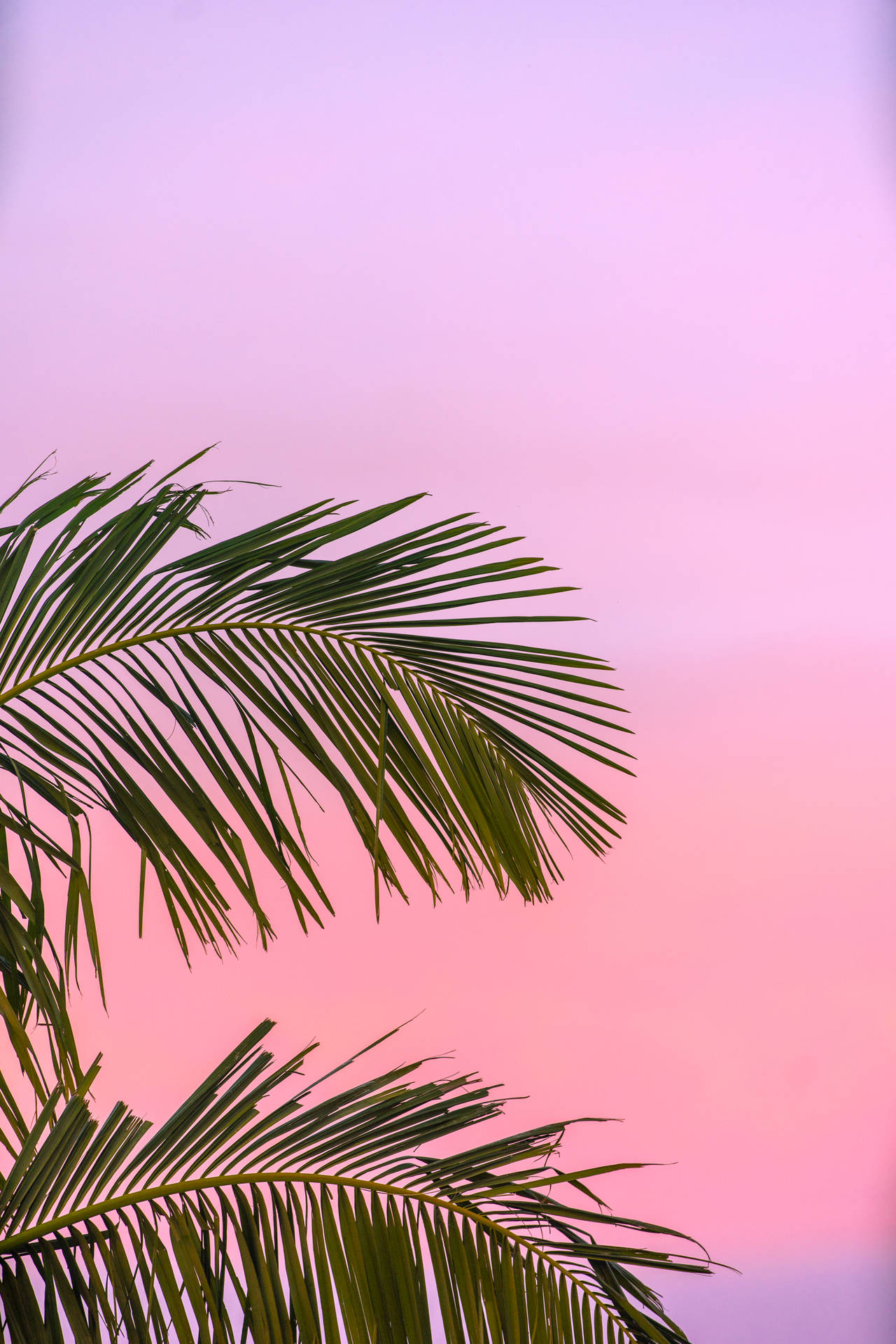 Summer Palm Tree Laptop Wallpaper