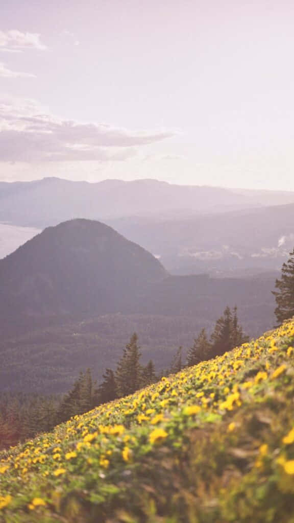 Summer_ Mountain_ Meadow_ Sunset.jpg Wallpaper