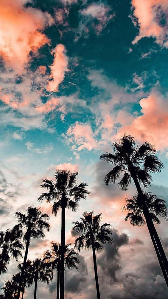 Summer_ Palm_ Silhouettes_ Sunset_ Sky Wallpaper