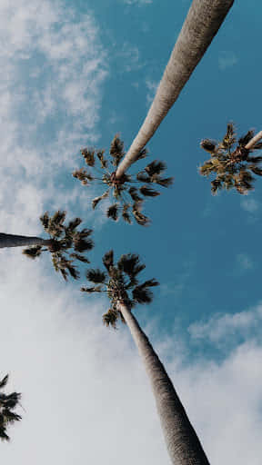 Summer_ Palm_ Sky_ View.jpg Wallpaper