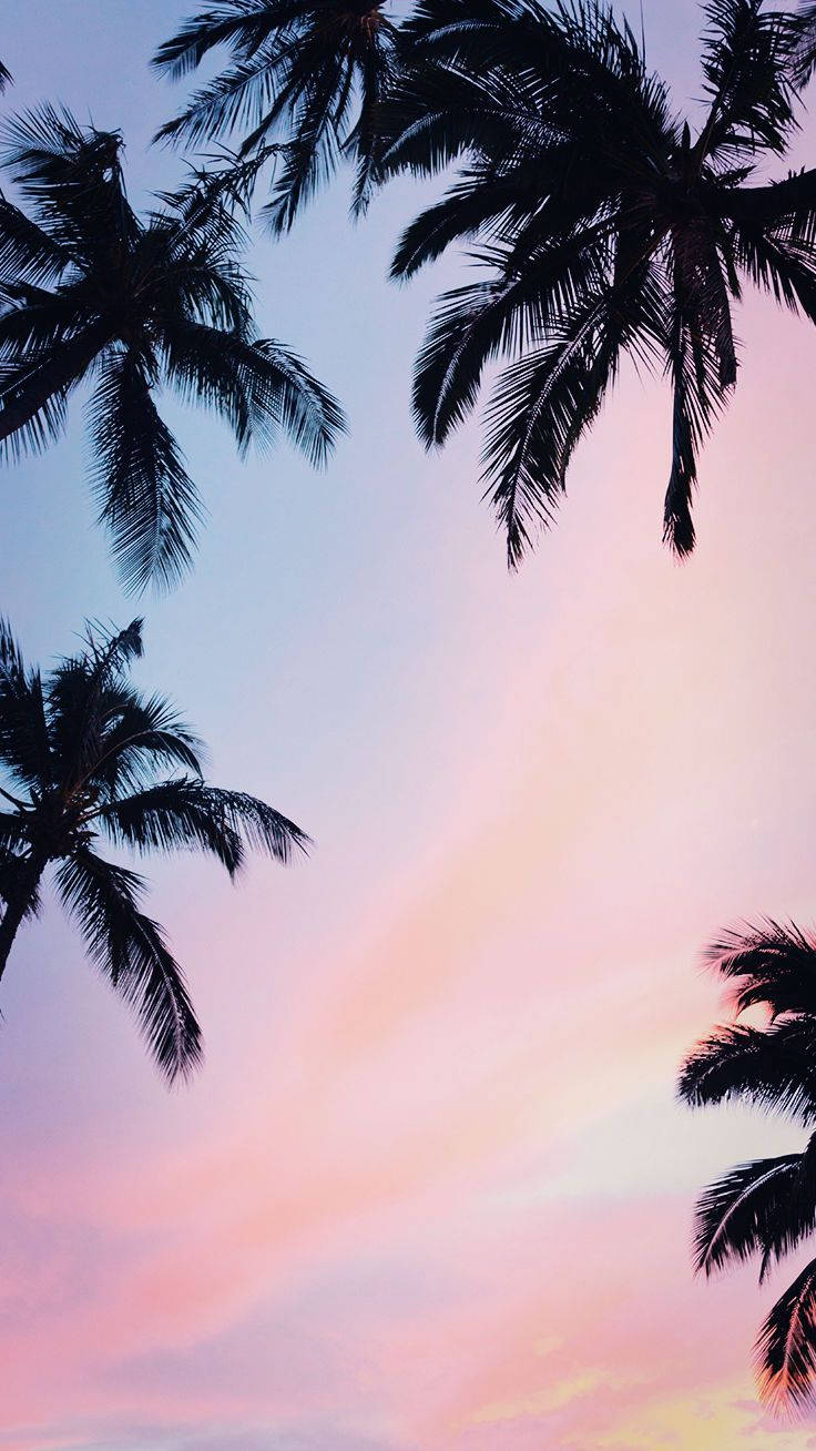 Palm Trees In The Sky At Sunset Wallpaper