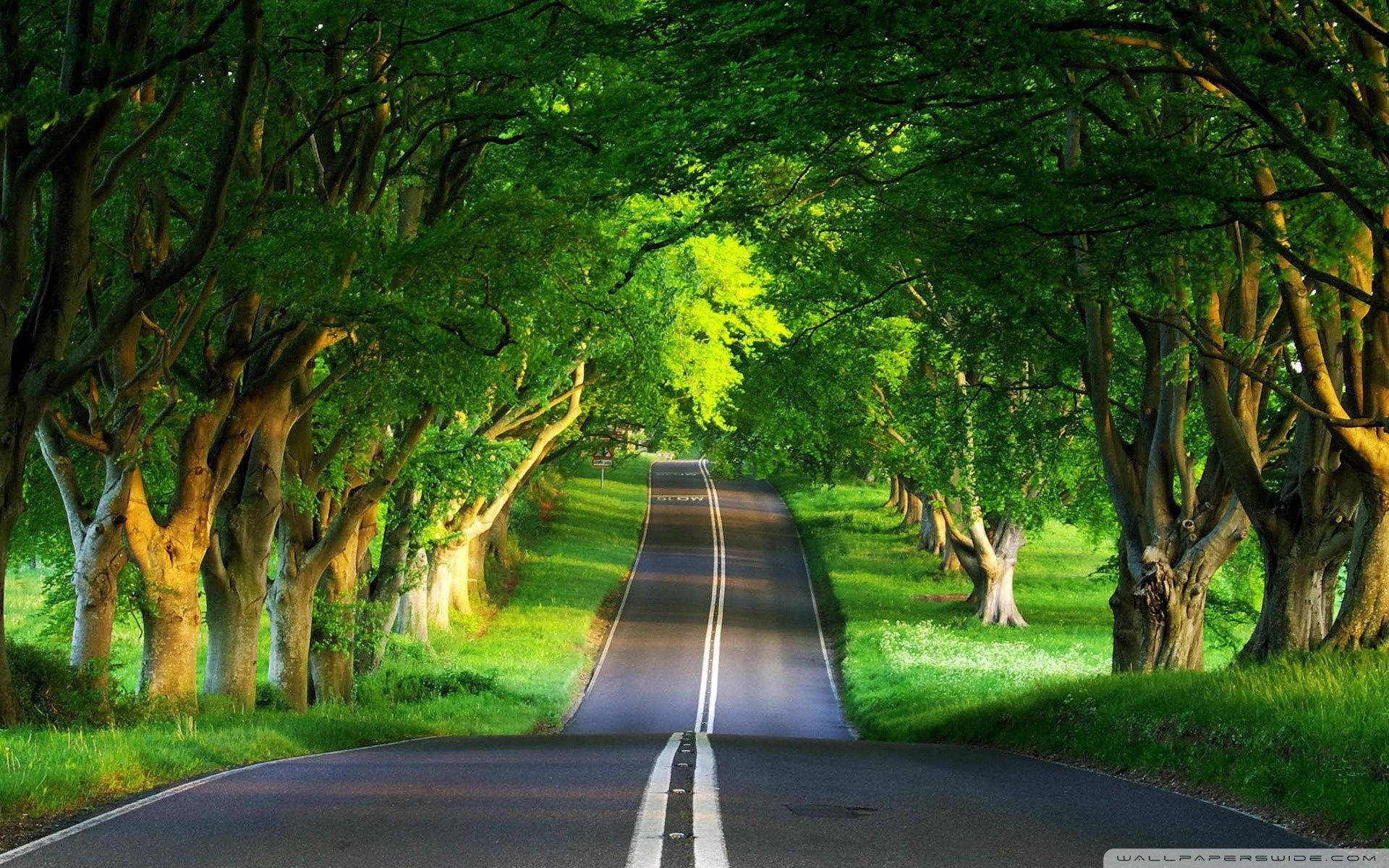 “A Warm Road Through the Trees on a Stunning Summer Day” Wallpaper