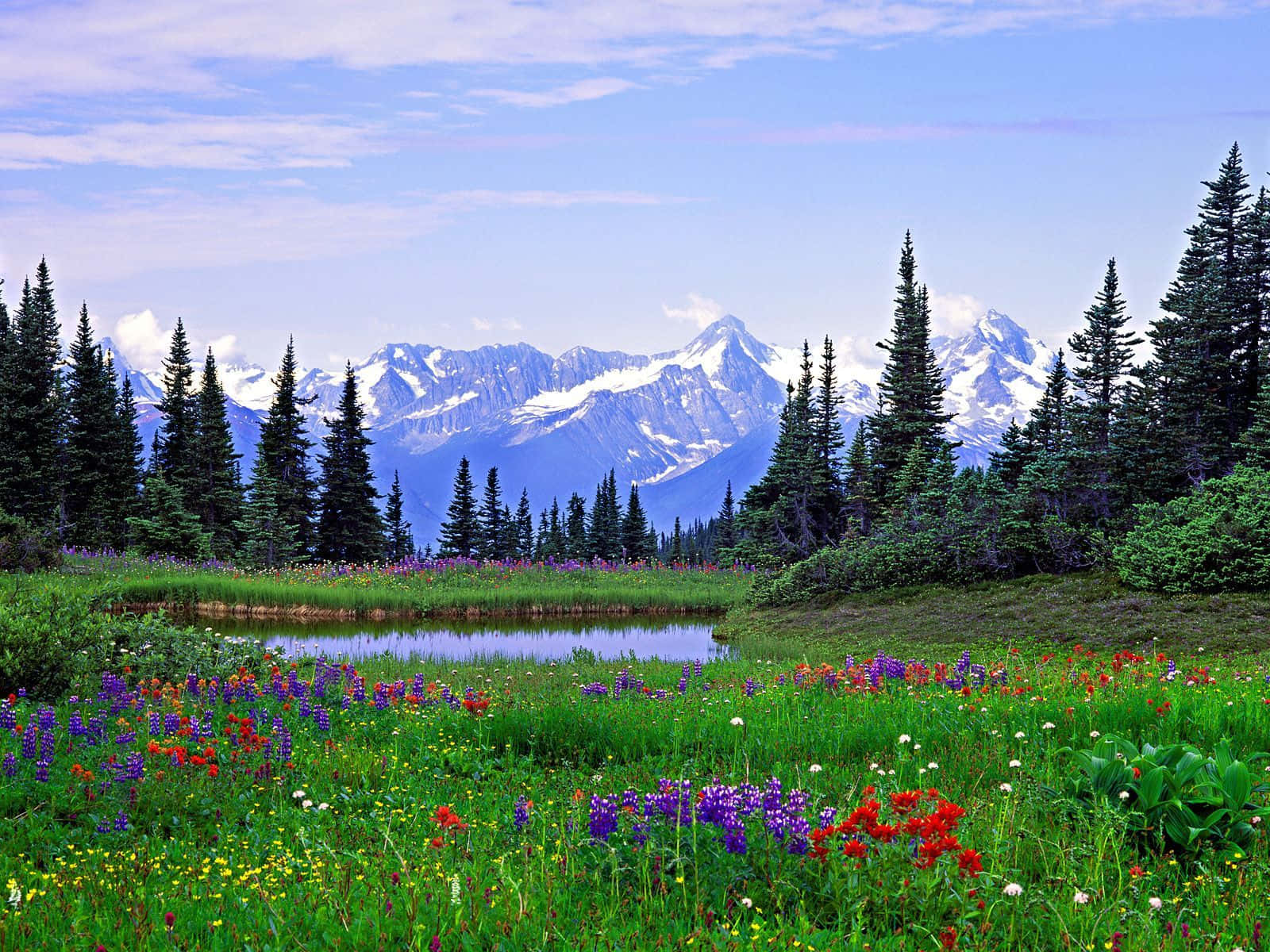 Sommerrocky Mountains Landschaft Blumen Wallpaper