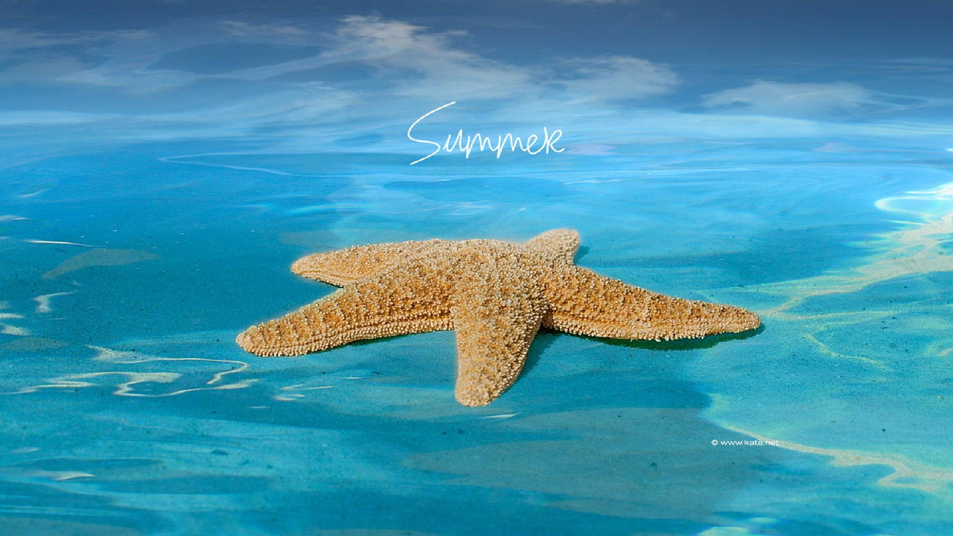 Summer Season Starfish Wallpaper