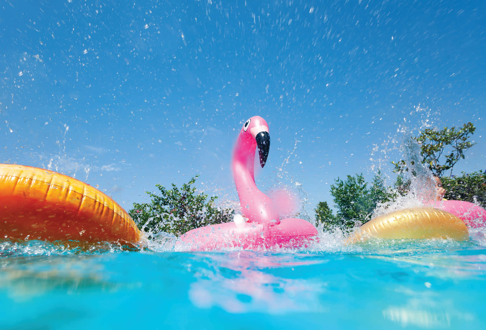 Summer Splash_ Flamingo Floatie.jpg Wallpaper