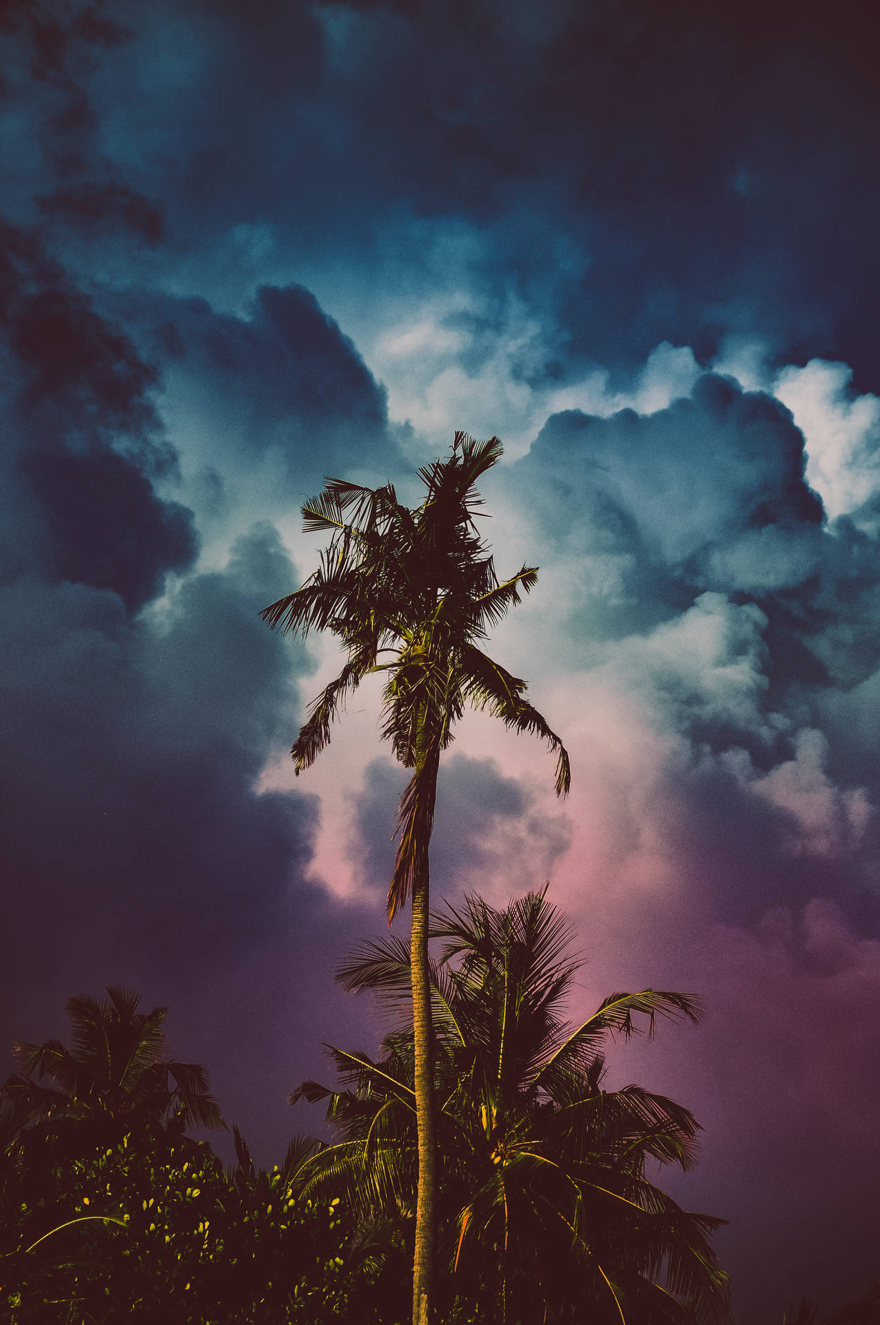 Summer Storm And Coconut Tree Wallpaper