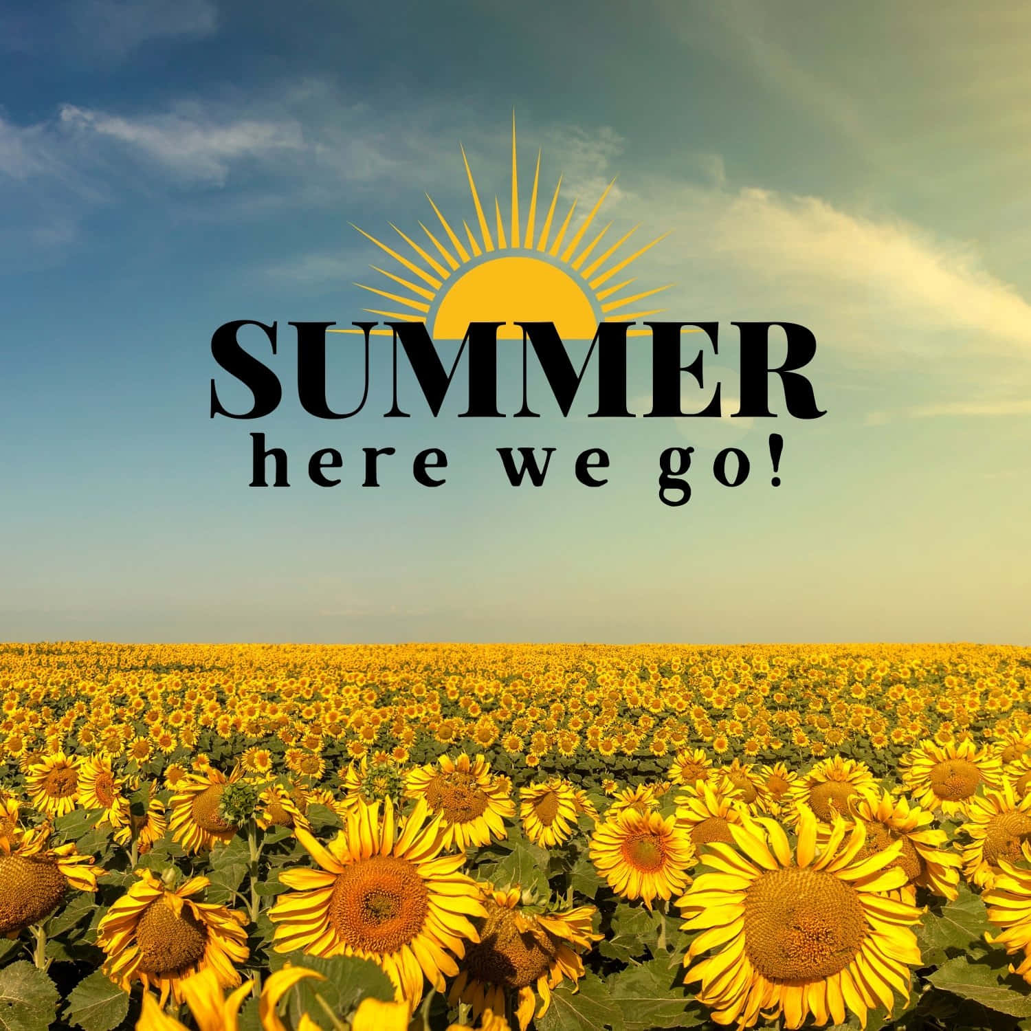 Summer Sunflower Field Graphic Wallpaper