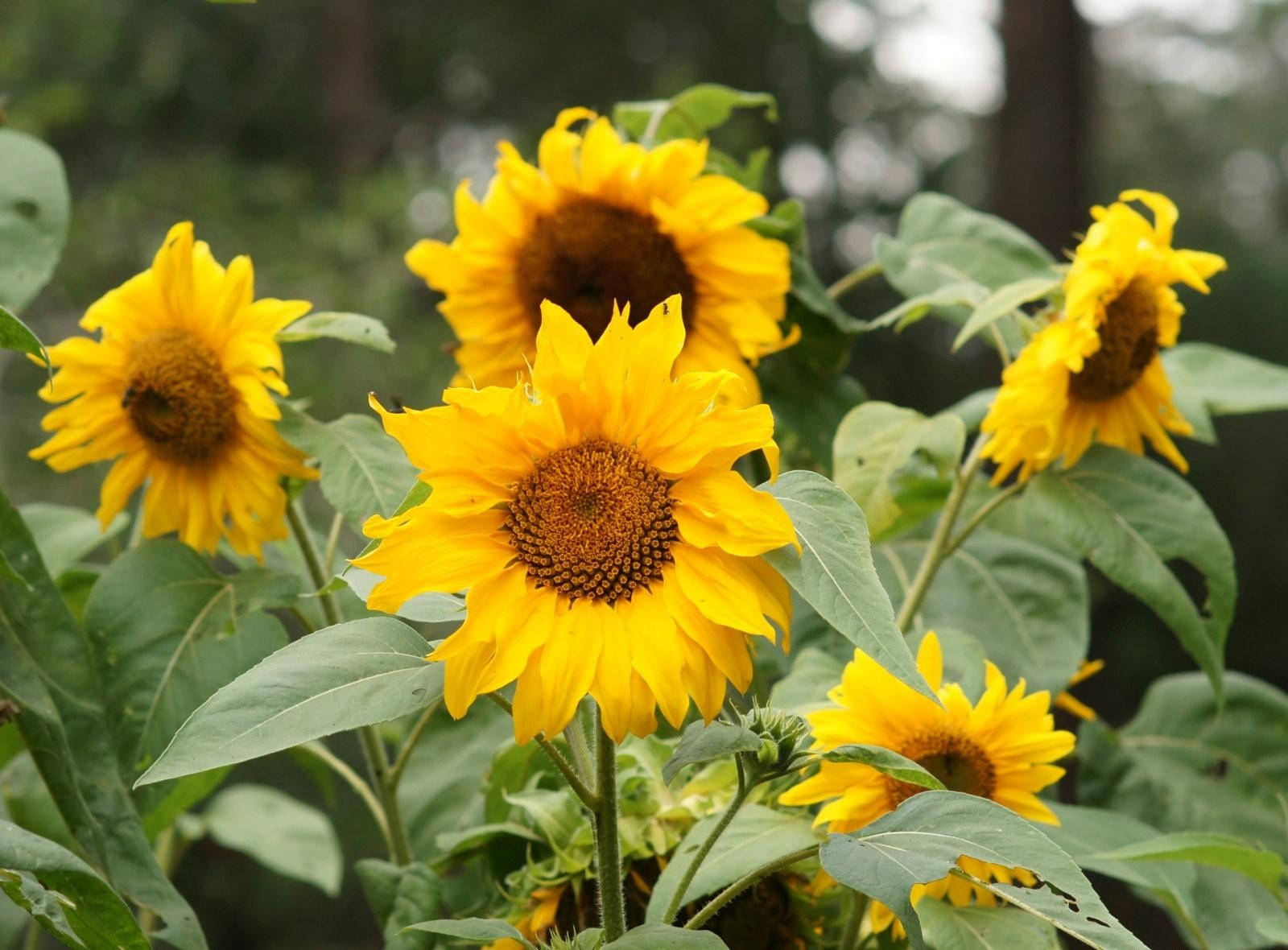 Sunflowers with bright yellow petals in a garden. 