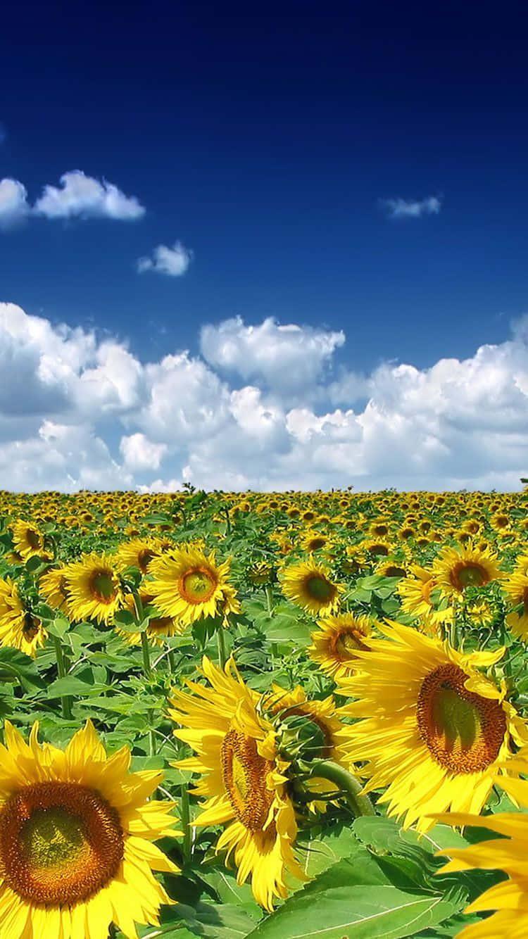 Summer Time Iphone With A Sunflower Field Wallpaper