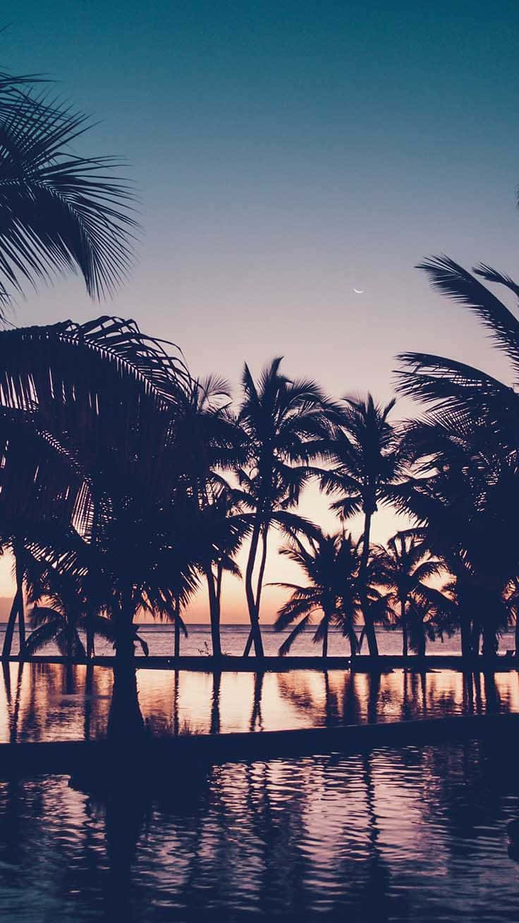 Summer Time Iphone With Palm Tree Silhouettes Wallpaper