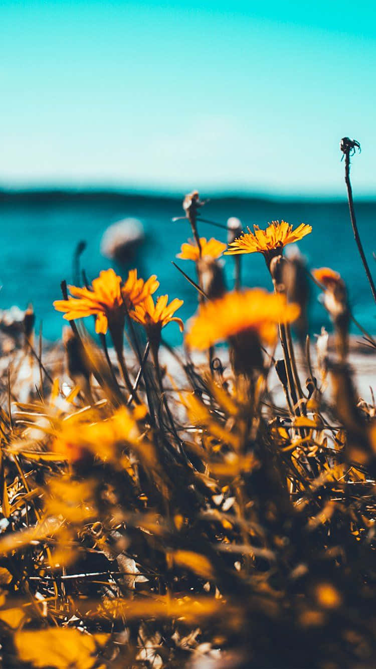 Summer Time Iphone With Yellow Flowers Wallpaper