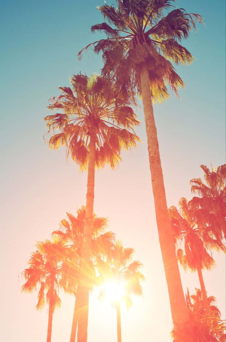 Palm Trees In The Sun Wallpaper