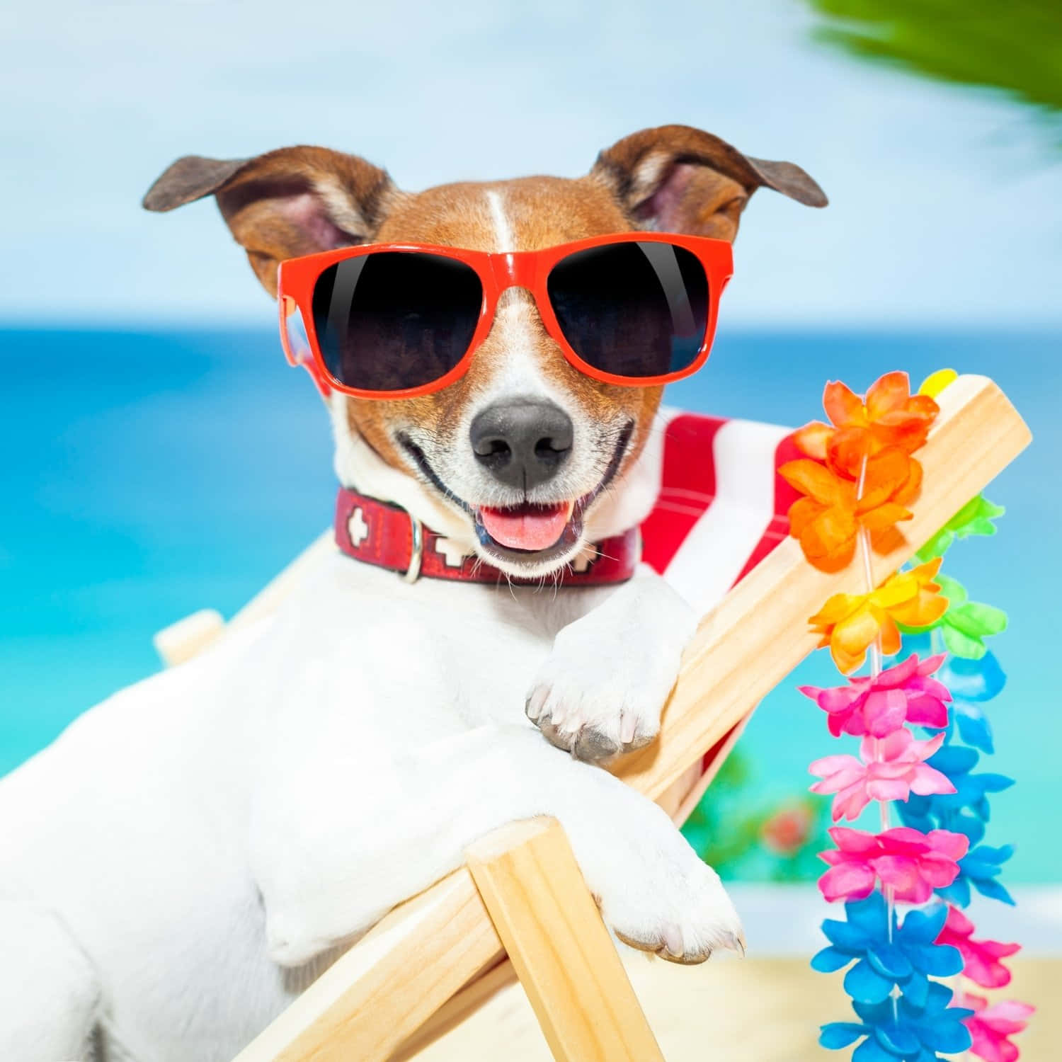 Summer Vibes Dog.jpg Wallpaper