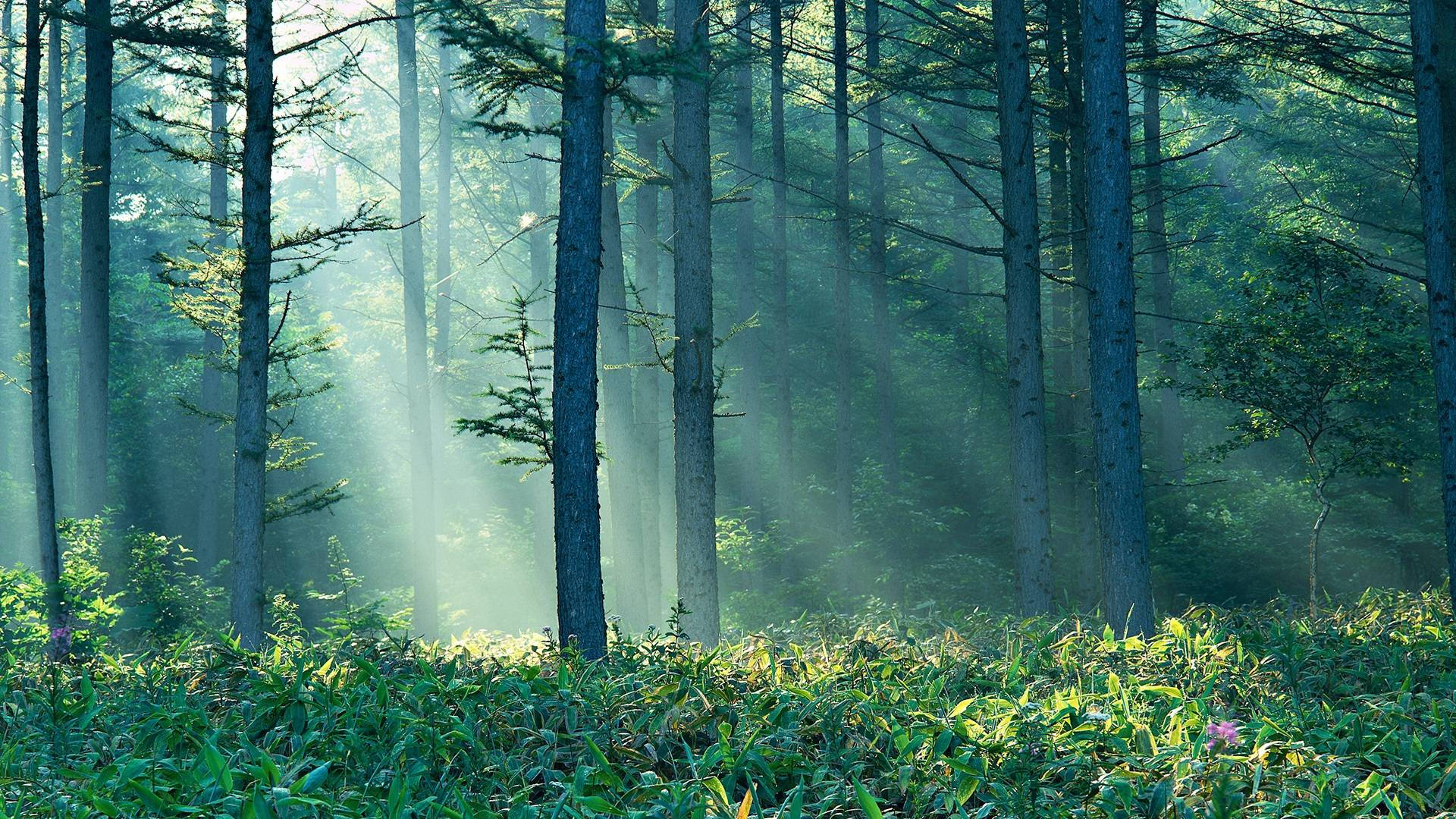 Sun Beams In An Enchanted Forest Wallpaper