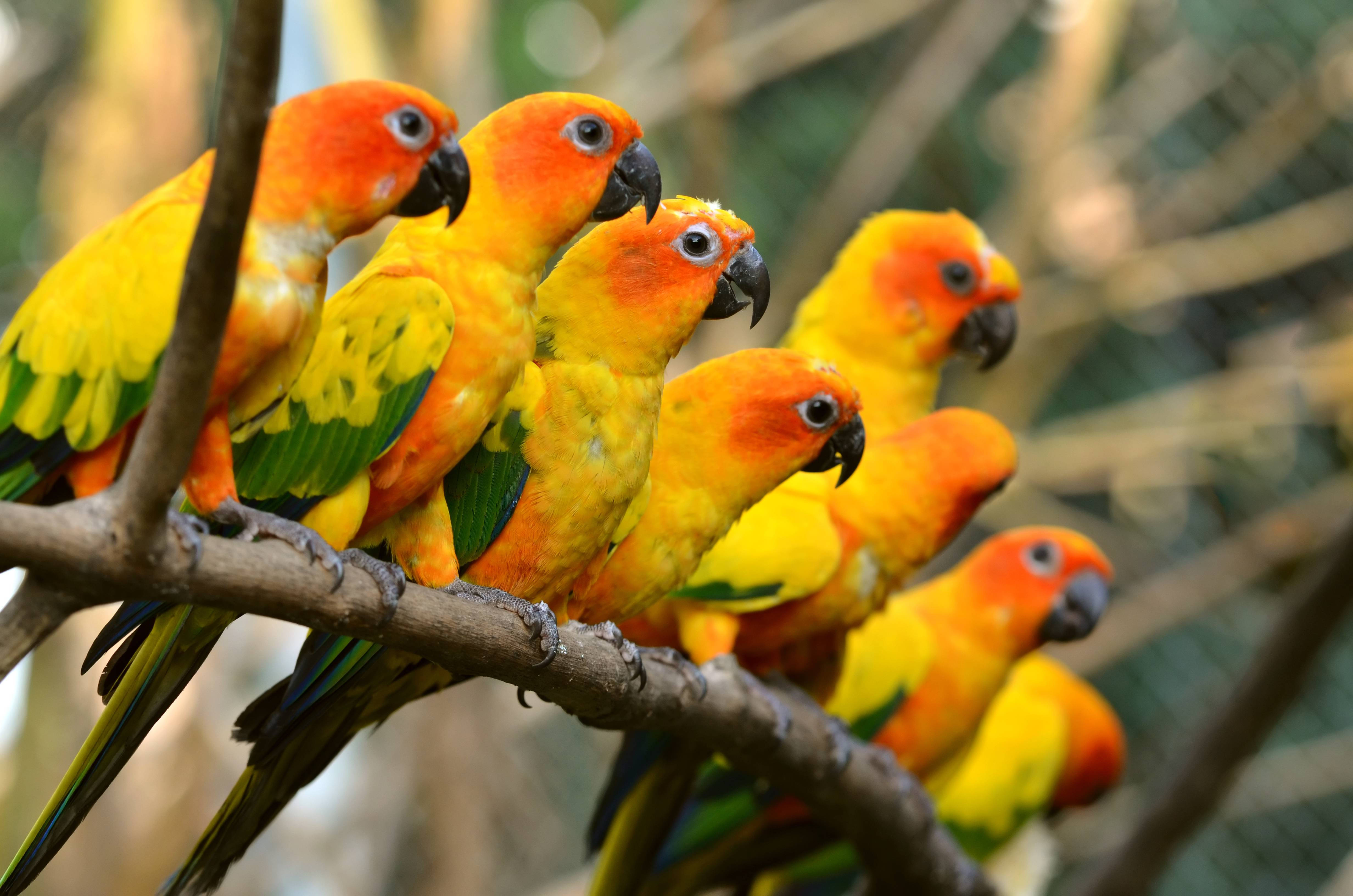 Sun Conure Parrots Wallpaper