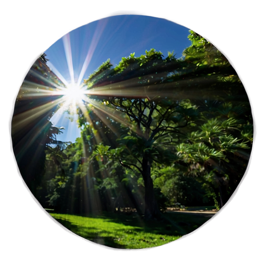 Sun Flare Through Trees Png 7 PNG