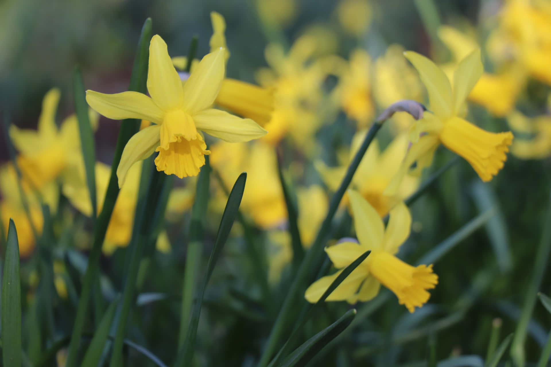 Sun-kissed Daffodils In Full Bloom
