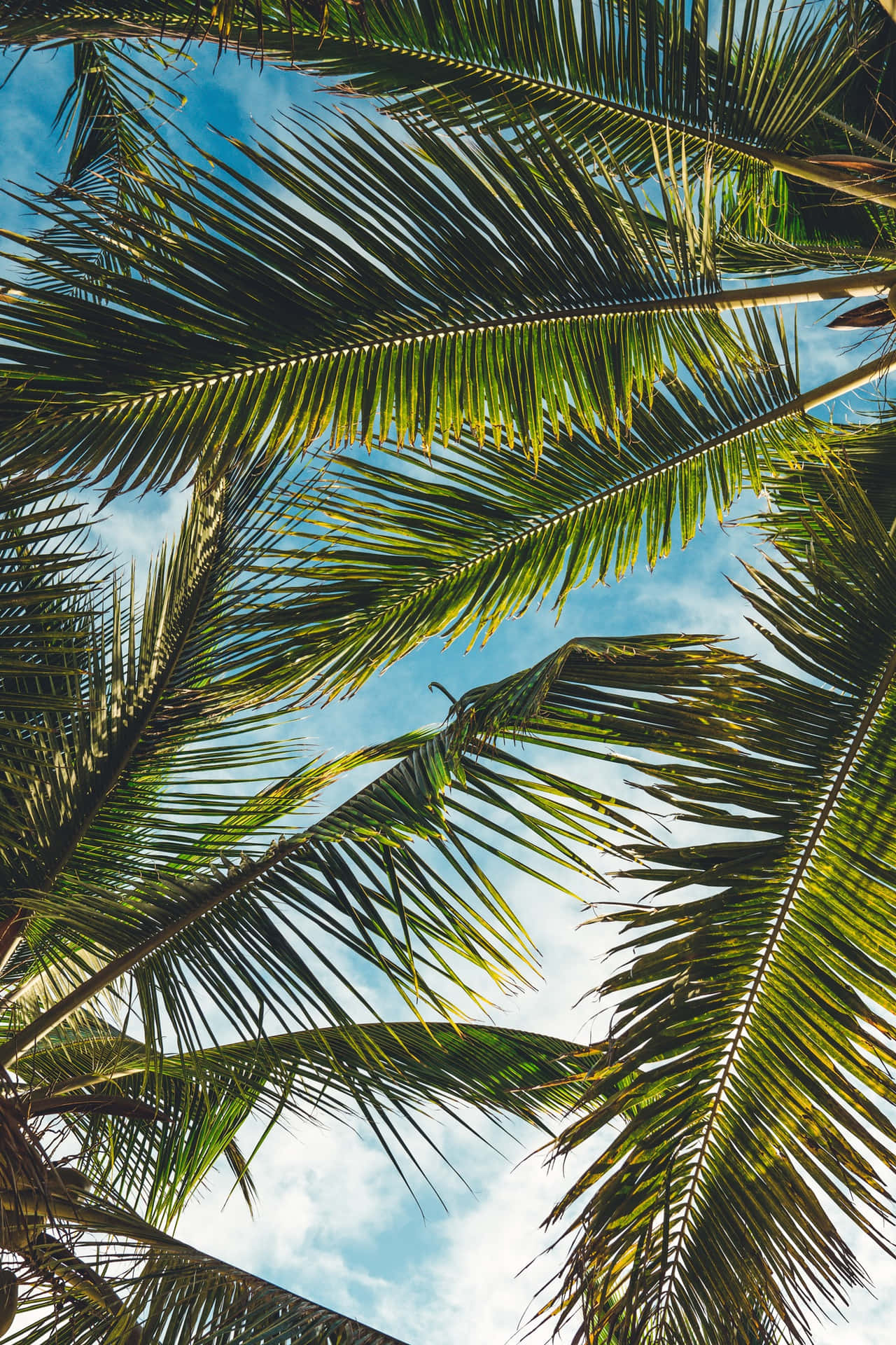 Sun-kissed Palm Tree Silhouette