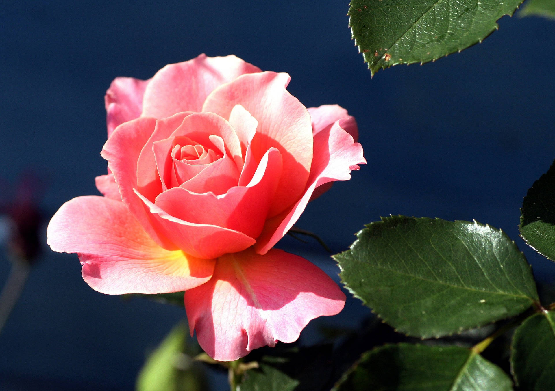 Sun-kissed Pink Beautiful Rose Hd