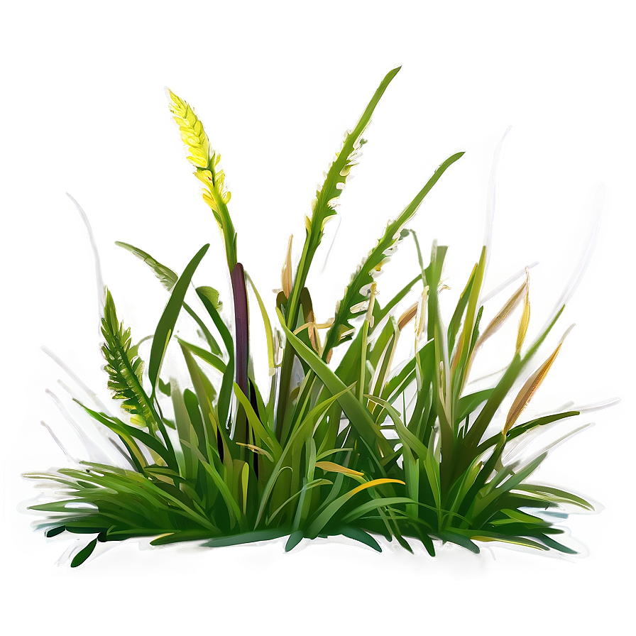 Sun-loving Grass Png Prm92 PNG