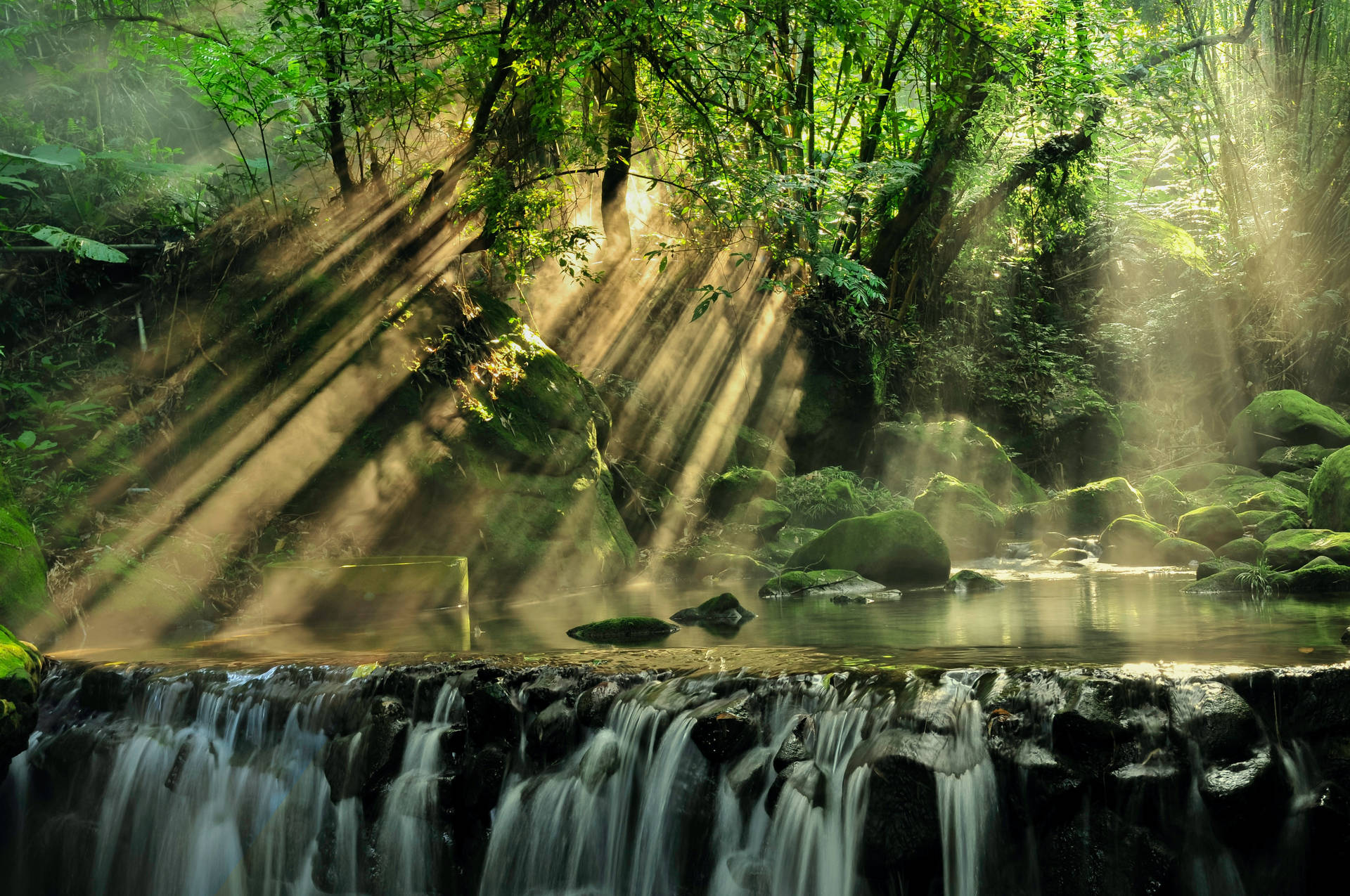 Sun Rays In Rainforest Wallpaper