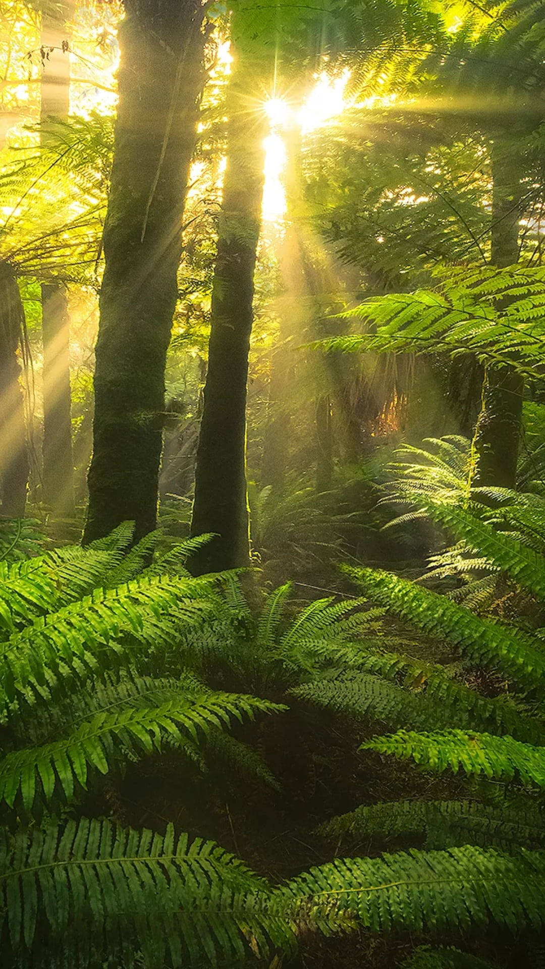 Rayosde Sol Pasando A Través De La Selva En Iphone. Fondo de pantalla