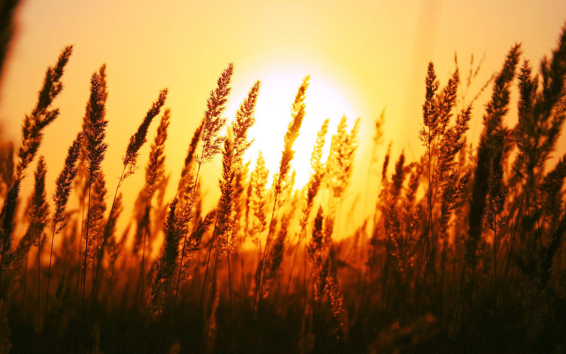 Sun Rise Nature Depth Of Field Photography Wallpaper