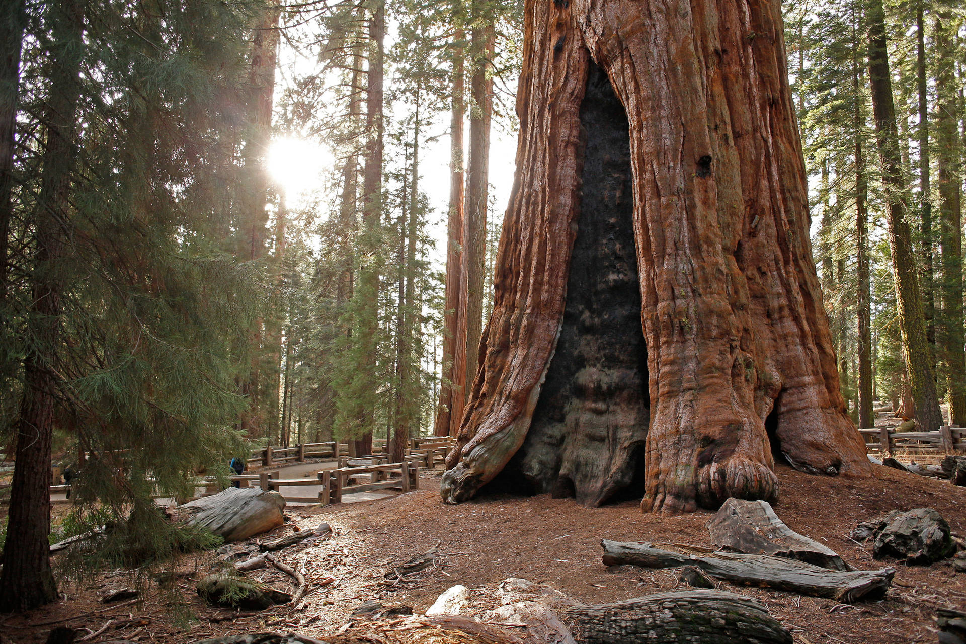Solgenom Träd Sequoia Nationalpark. Wallpaper