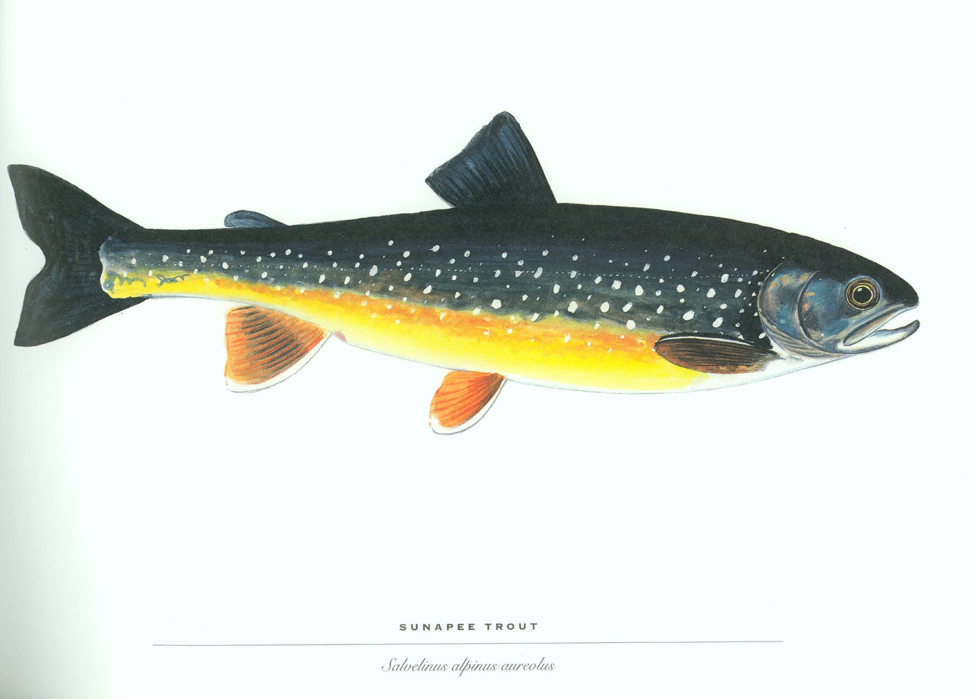 Solskinn Trout Fisk Skala Design Wallpaper