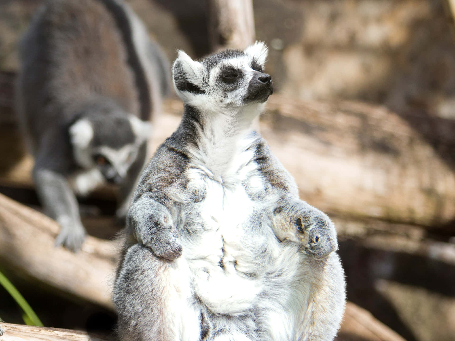 Sunbathing Lemur Adelaide Zoo Wallpaper