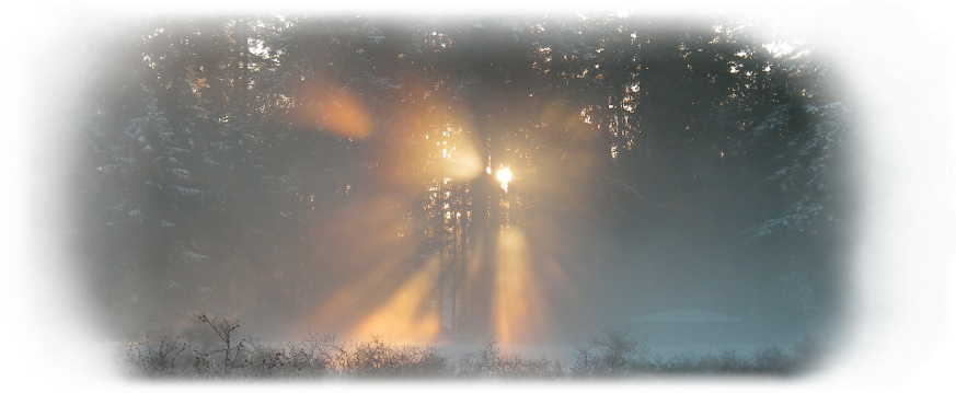 Sunbeams Through Winter Forest PNG