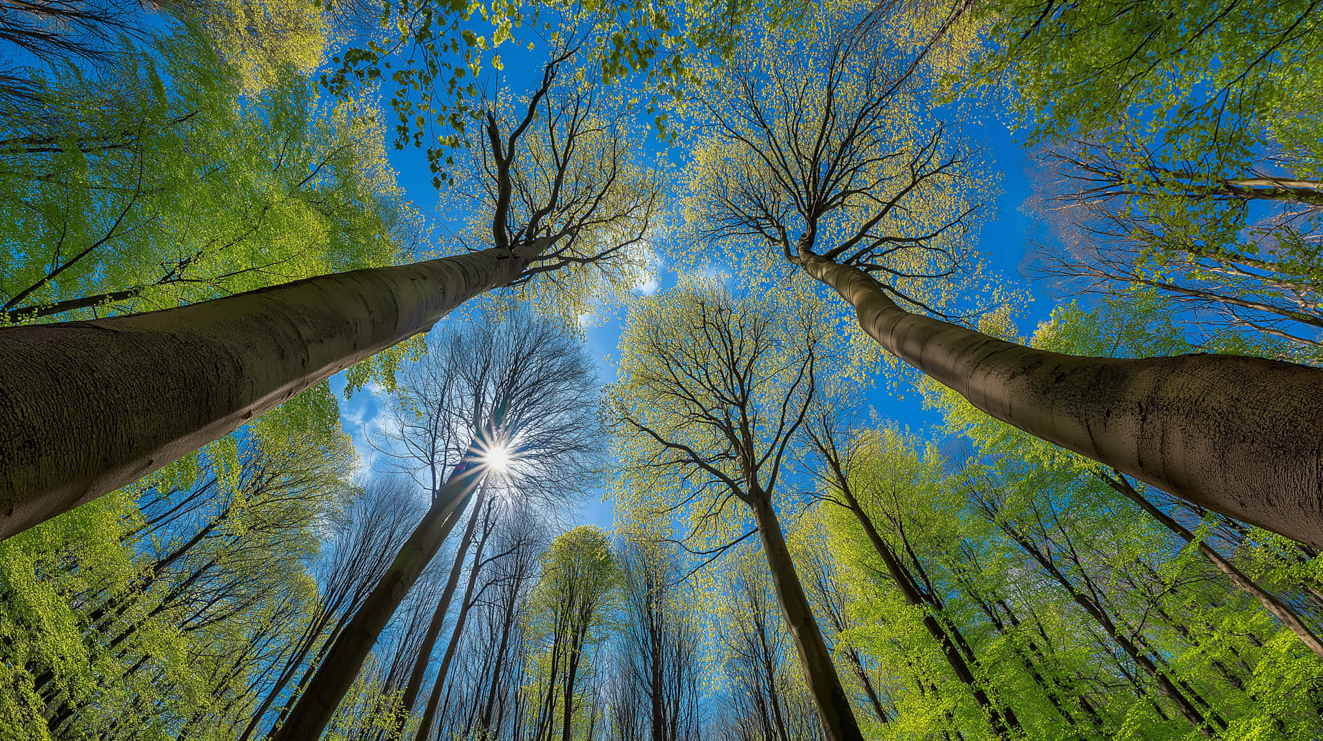 Sunburst Through Verdant Spring Forest Canopy From Below Wallpaper