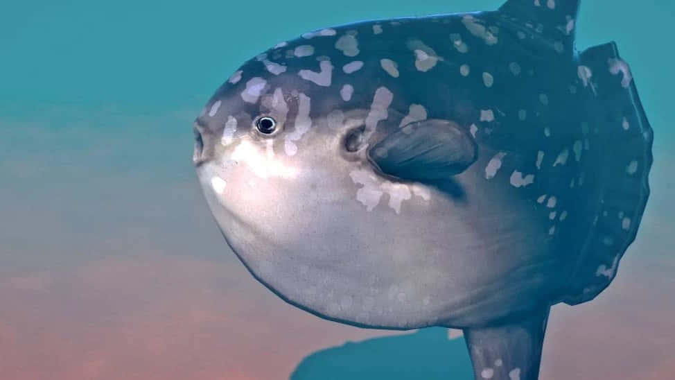 Sunfish Close Up Portrait Wallpaper