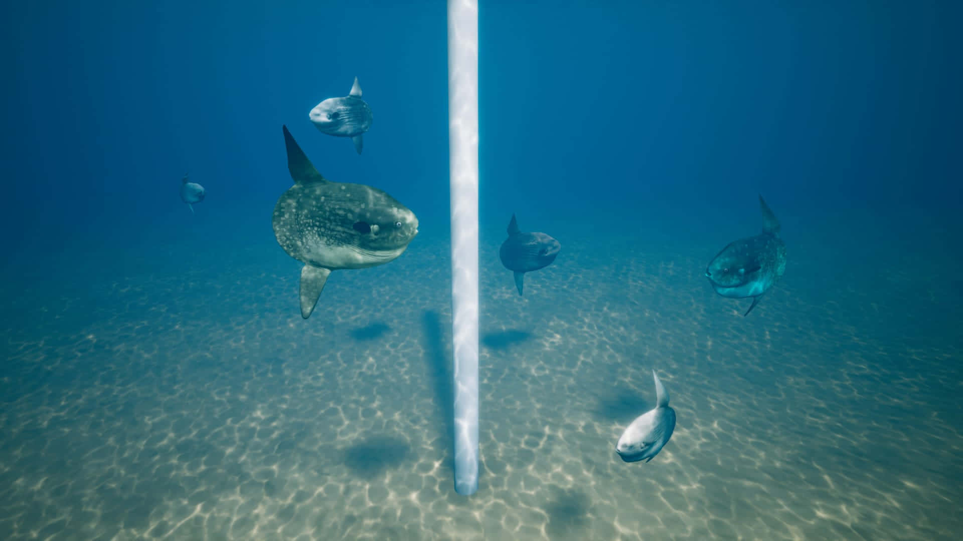 Sunfish Near Ocean Surface Wallpaper