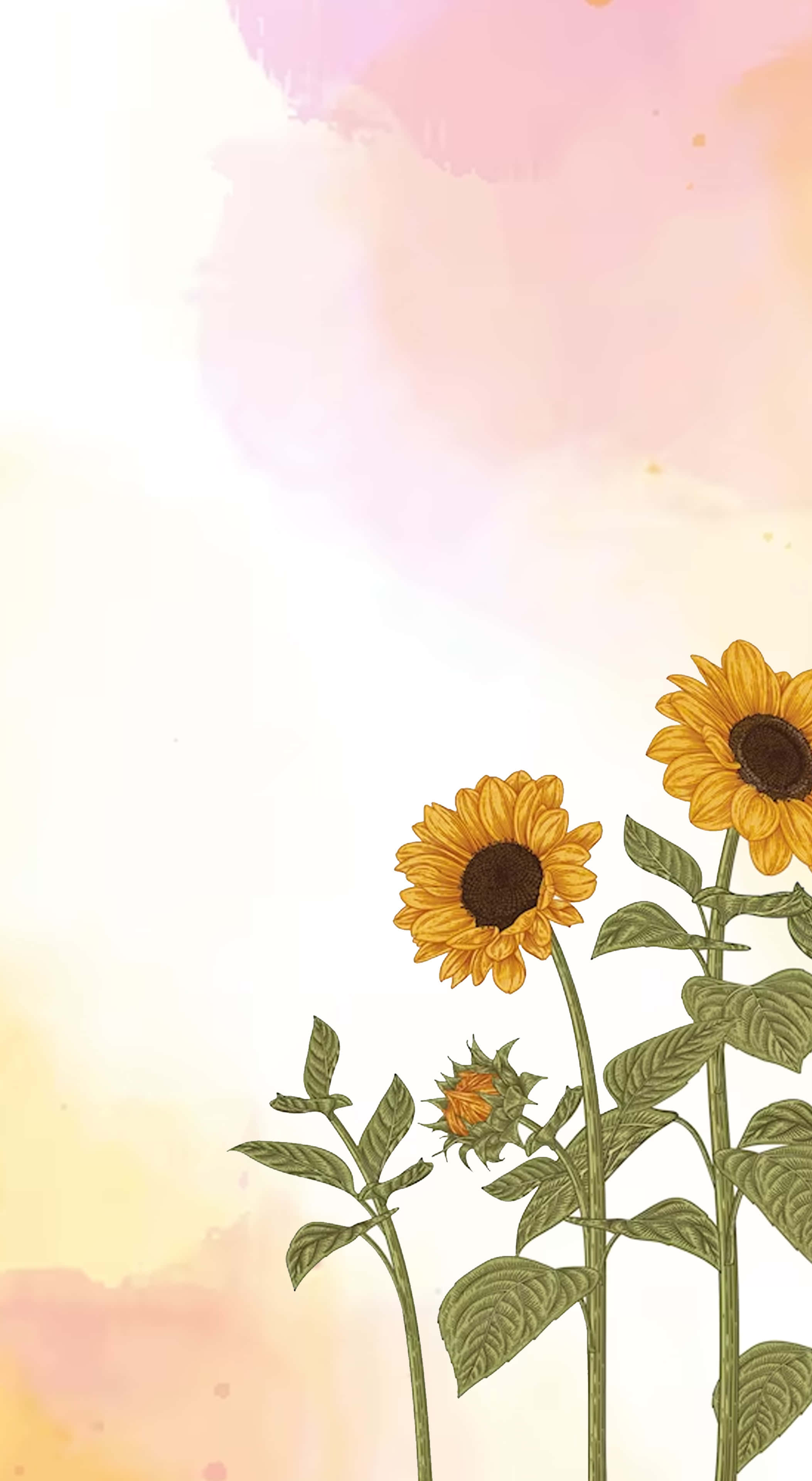 Sunflower 2106 X 3840 Background