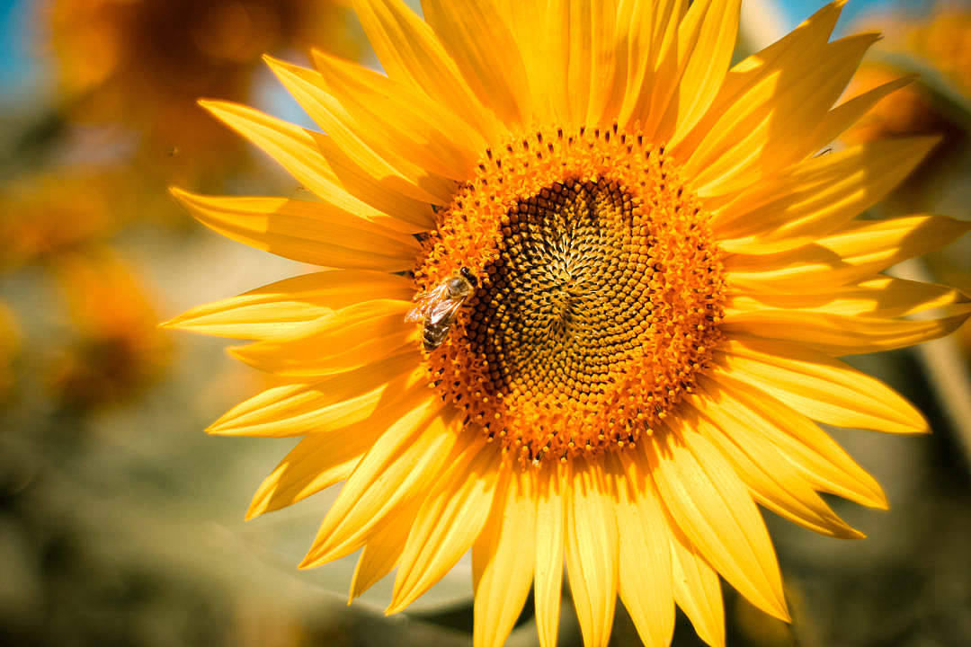 Sunflower Aesthetic Closeup View Wallpaper
