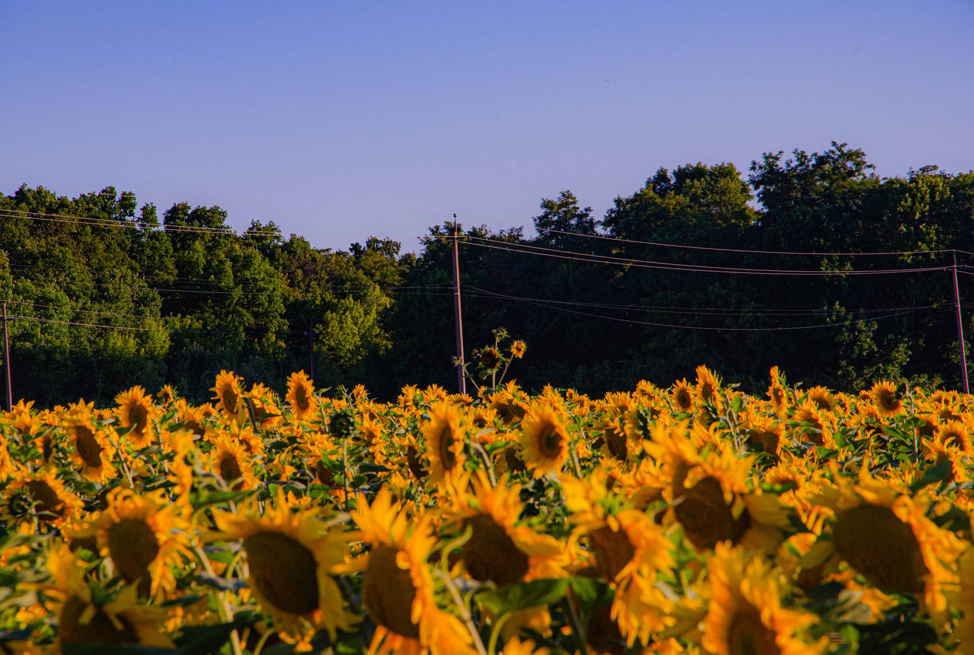 Sunflower Aesthetic Farmland Wallpaper