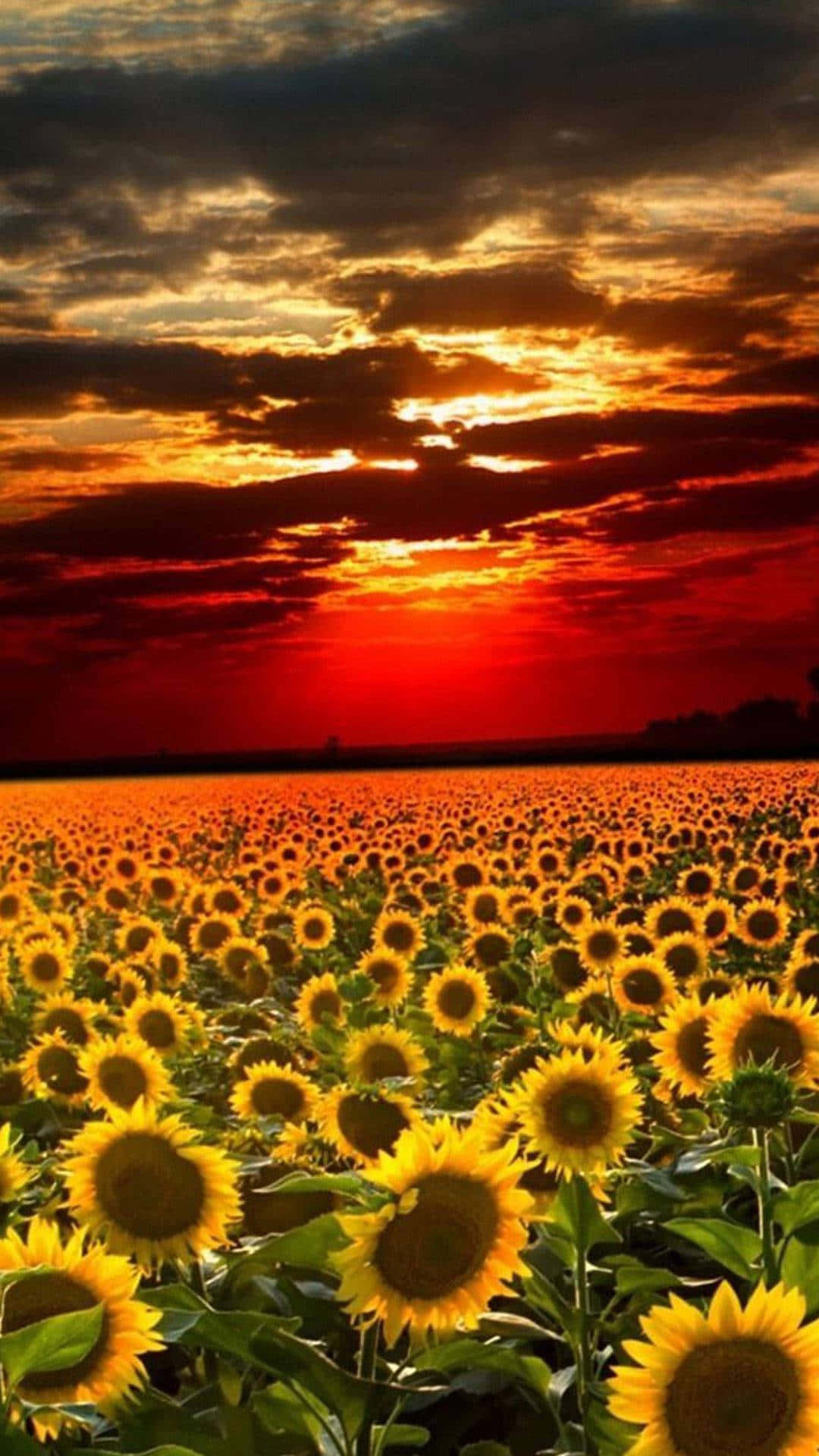 "Enjoy the Beauty of Sunflowers with this Aesthetic iPhone Wallpaper!" Wallpaper