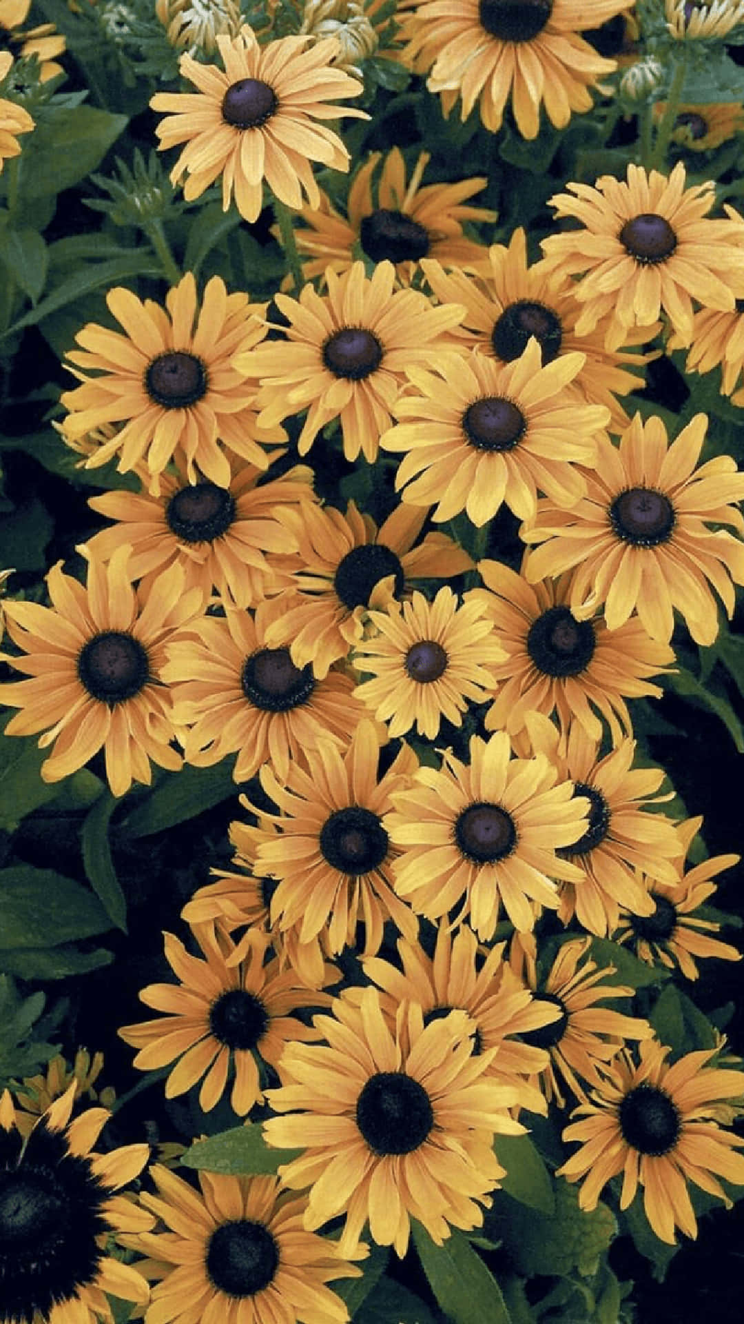 Entsperredein Handy Mit Einem Wunderschönen Sonnenblumen-design. Wallpaper
