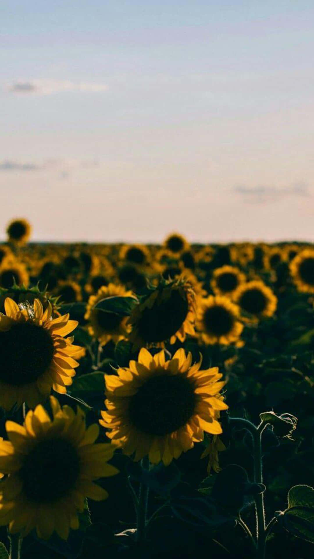 Sunflowers In A Field At Sunset Wallpaper