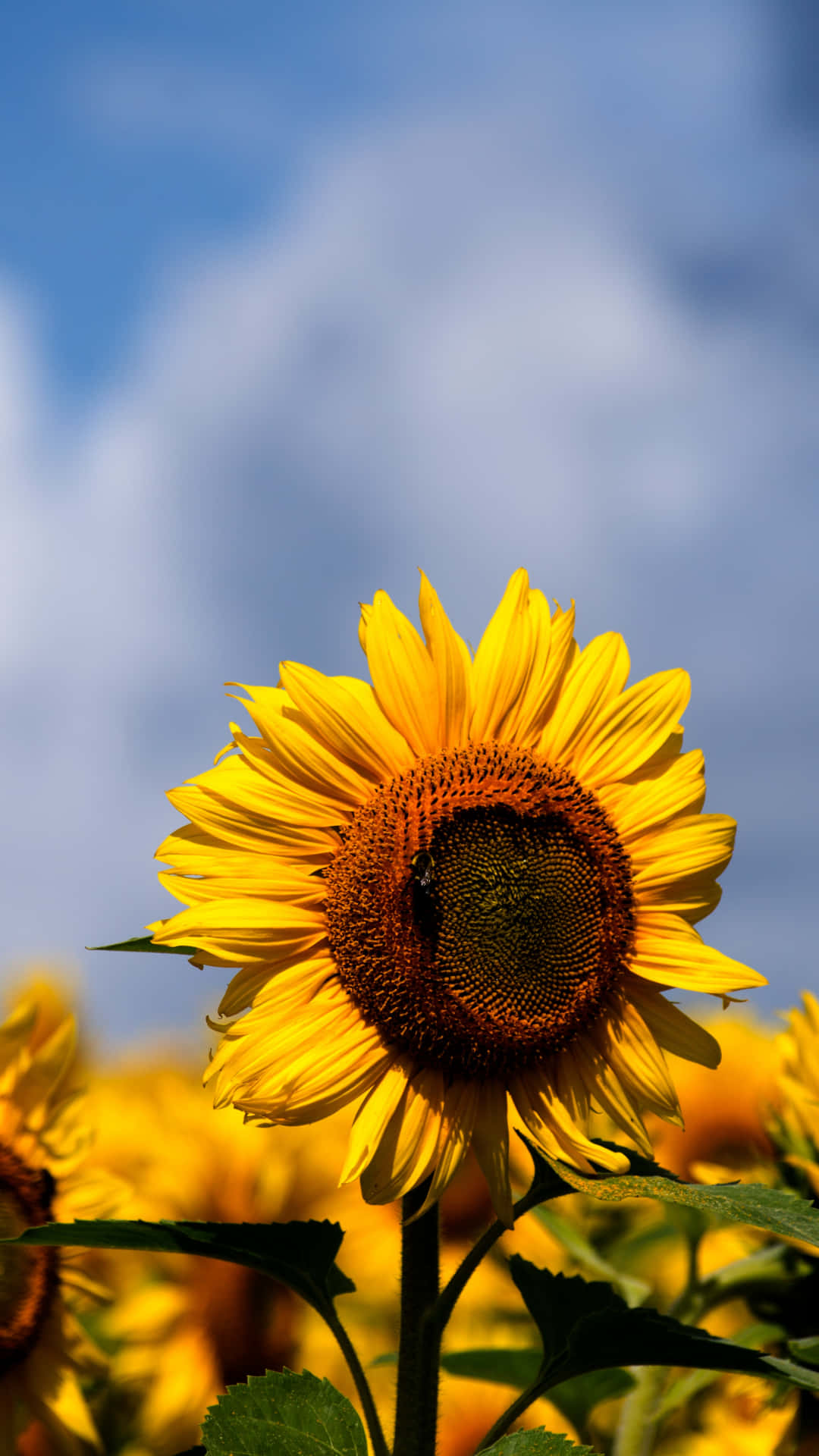 A sunflower on a plain yellow background, creating a beautiful aesthetic. Wallpaper