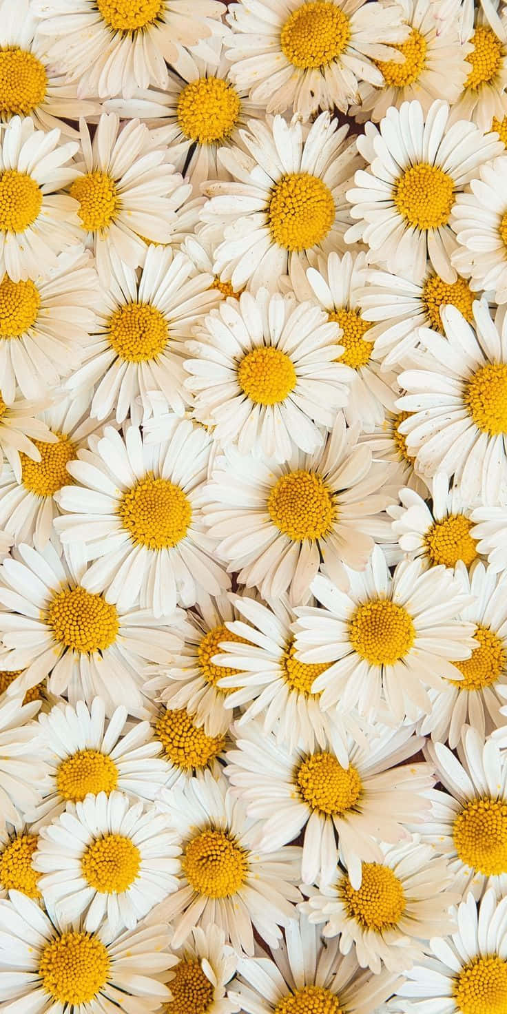 Genießensie Die Schönheit Von Sonnenblumen, Auch Auf Ihrem Iphone. Wallpaper