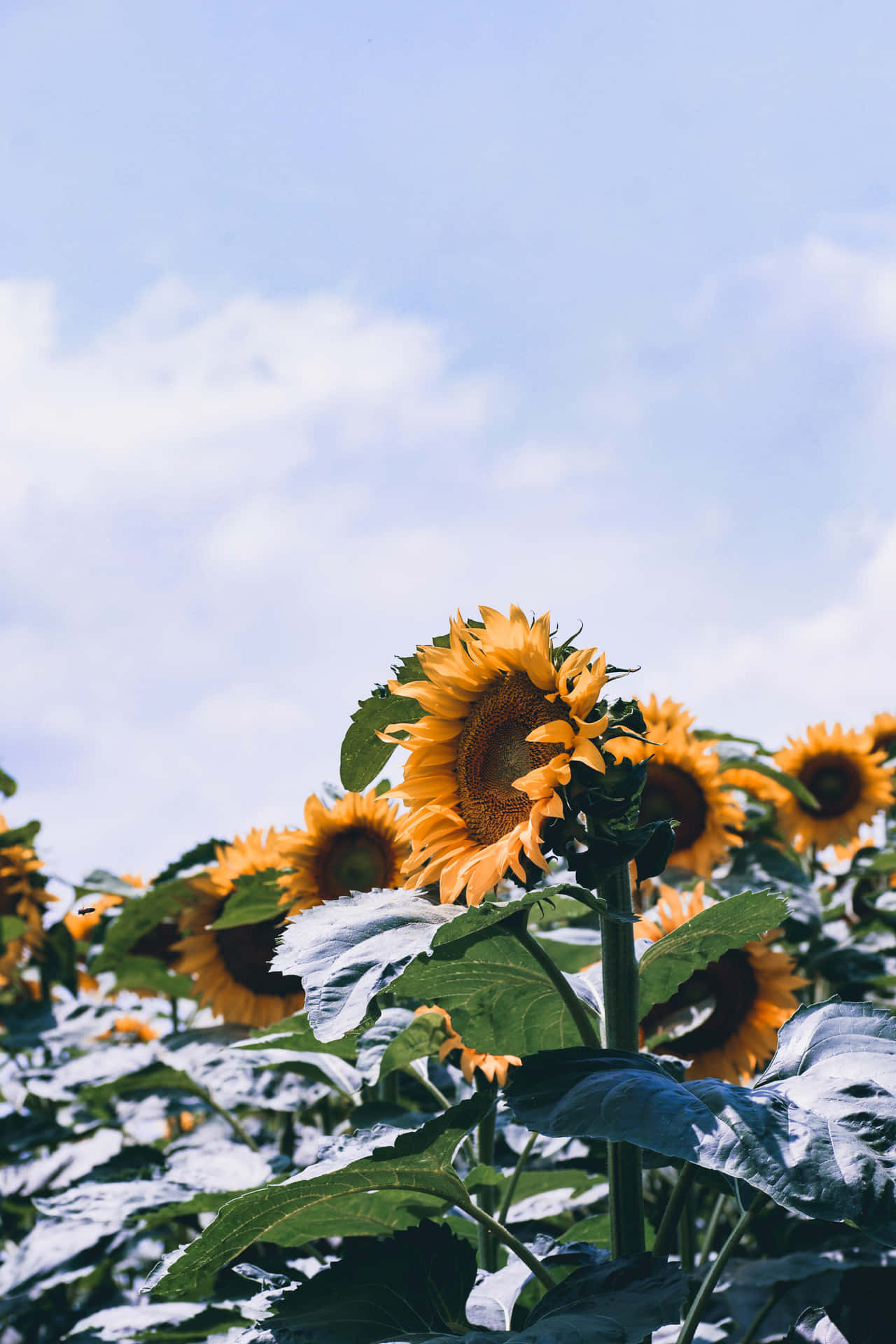 Genießensie Das Schöne Sonnenblumen-design Auf Ihrem Iphone! Wallpaper
