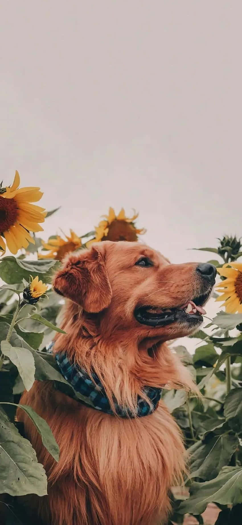Genießensie Die Schönheit Des Sommers Mit Diesem Atemberaubenden Sonnenblumen-ästhetik-iphone-hintergrundbild. Wallpaper