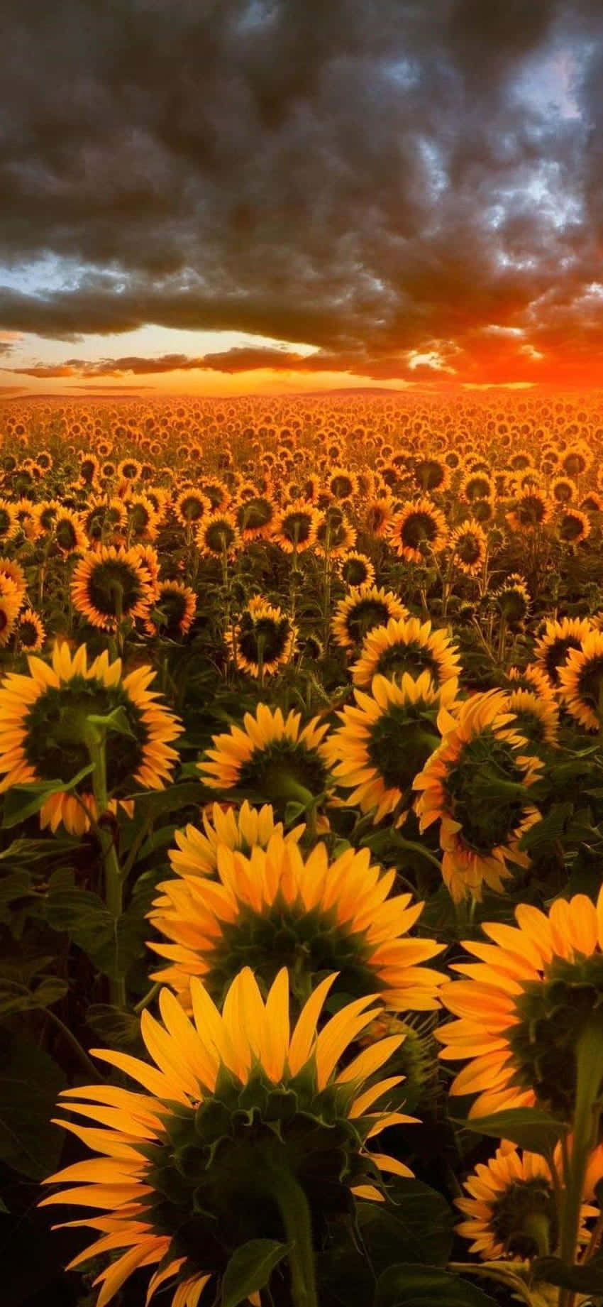 Sonnenblumenim Feld Bei Sonnenuntergang Wallpaper