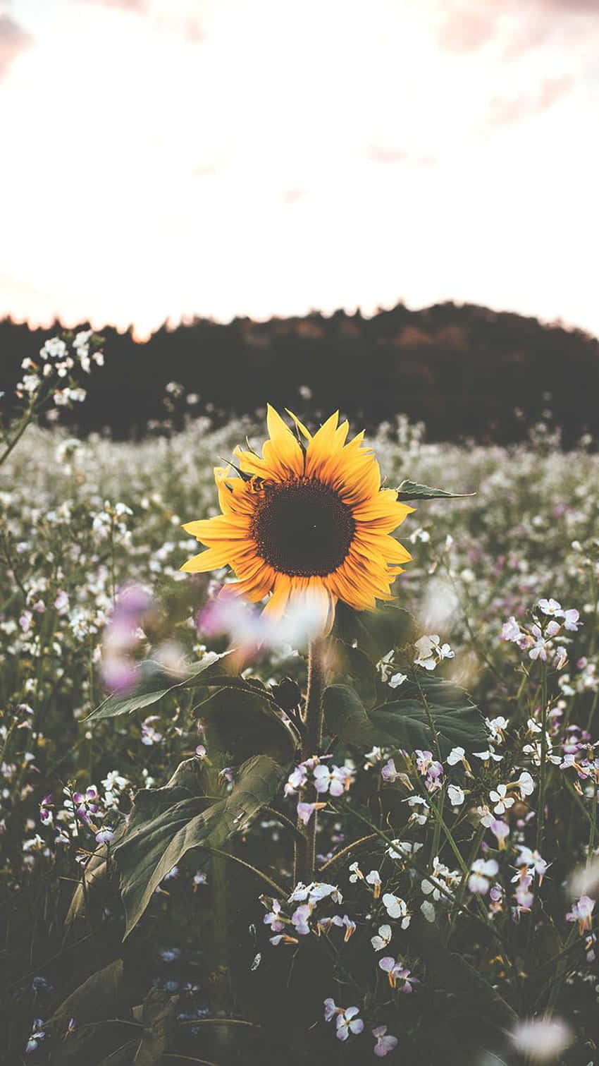 Njutav Skönheten I Solrosor Med Denna Sunflower Aesthetic Iphone-bakgrundsbild! Wallpaper