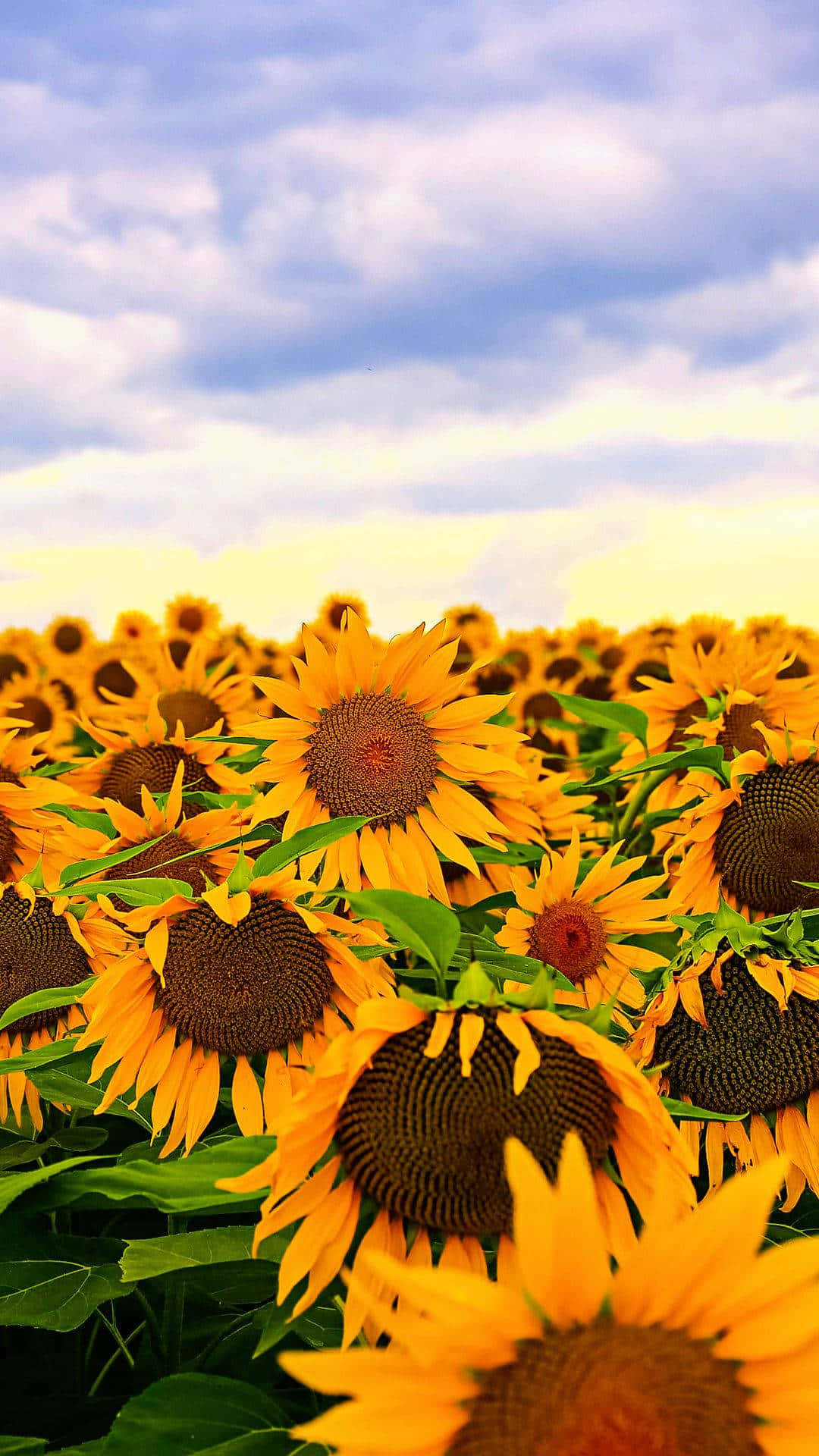 Cloudy Sky With Sunflower Aesthetic Iphone Wallpaper