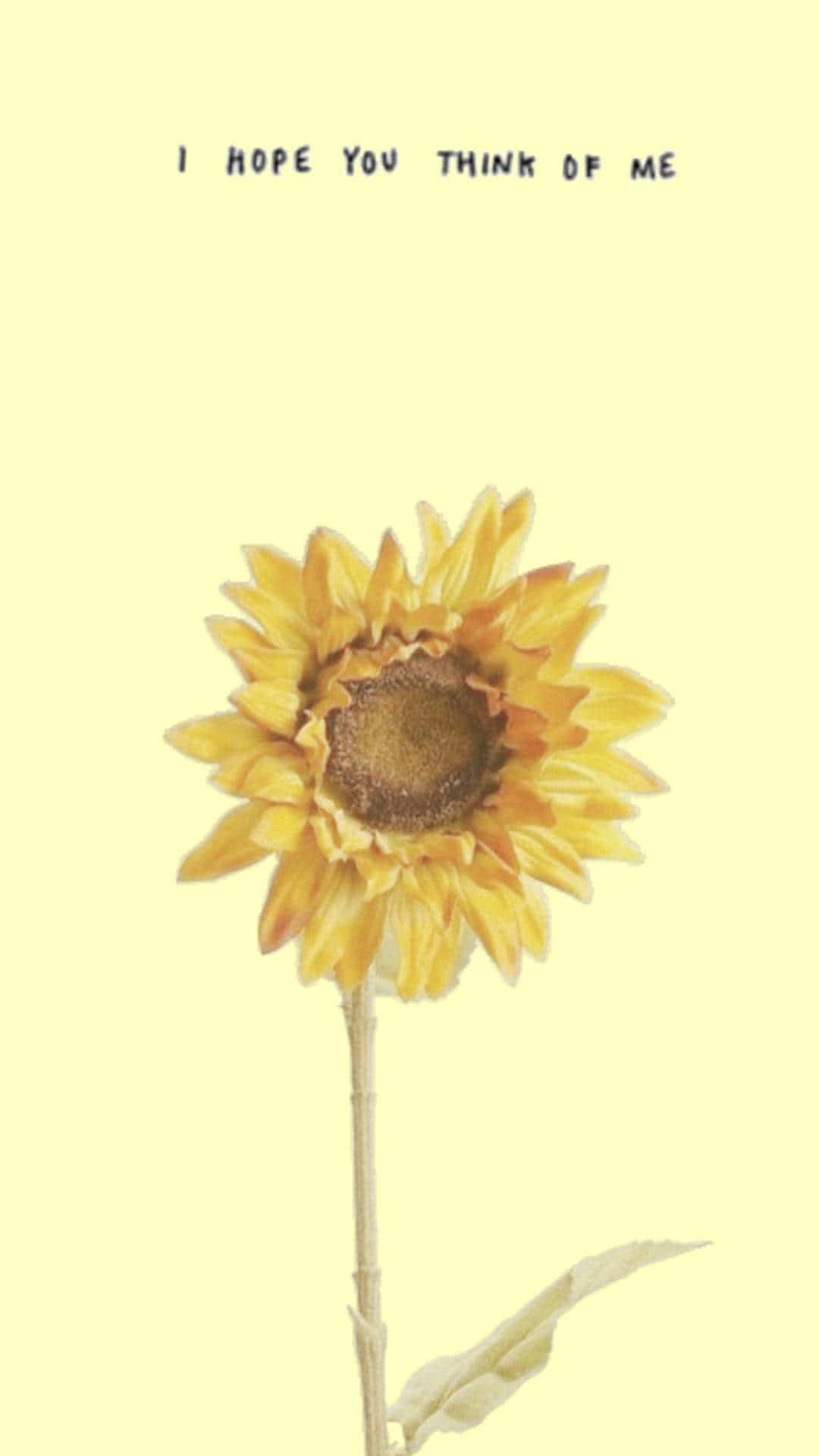 Erhelledeinen Tag Mit Diesem Wunderschönen Sonnenblumen-ästhetik Iphone Hintergrundbild Wallpaper