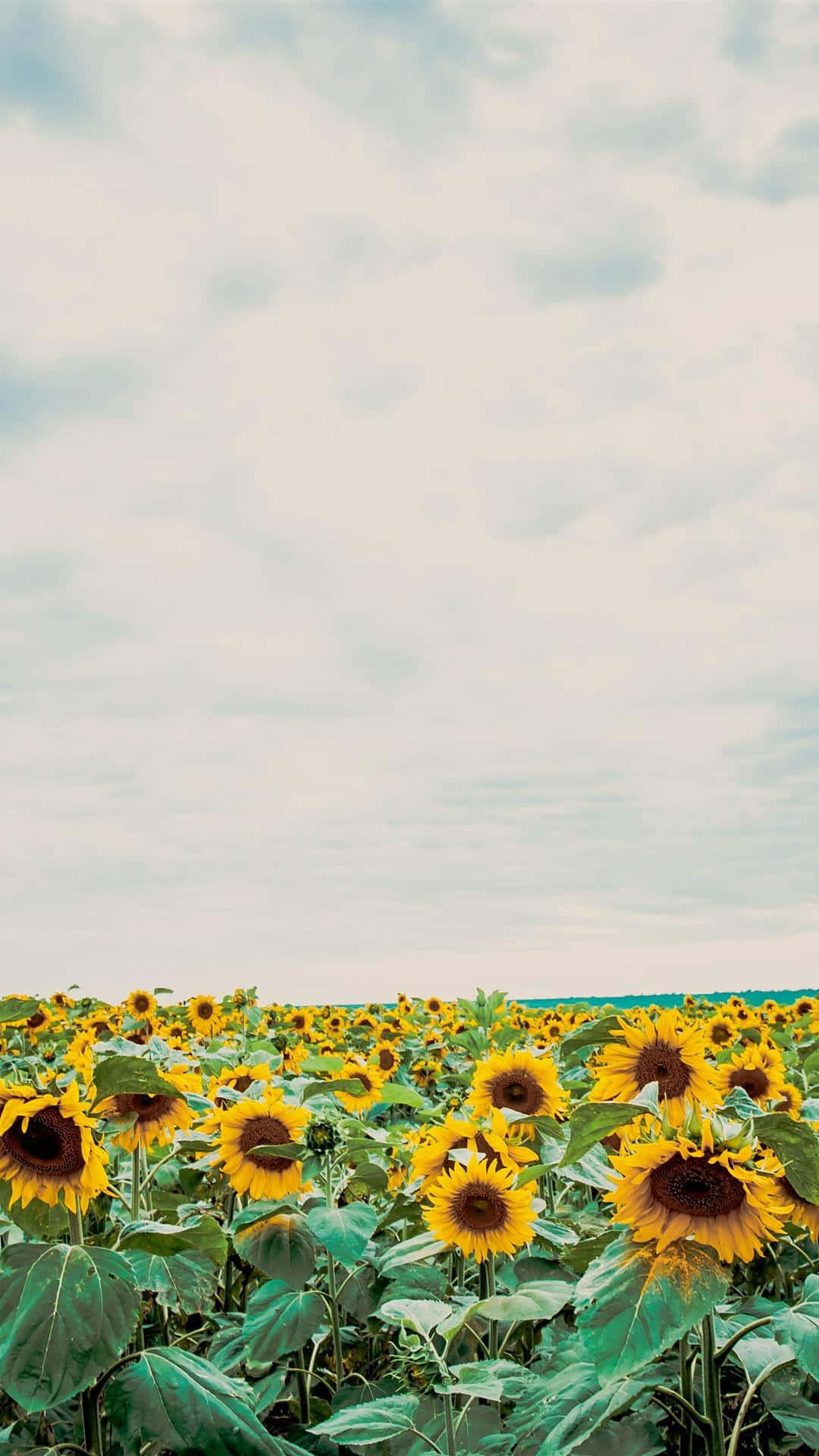 Erhellensie Ihren Tag Mit Diesem Von Der Sonne Inspirierten Sonnenblumen-ästhetik-iphone-hintergrundbild. Wallpaper